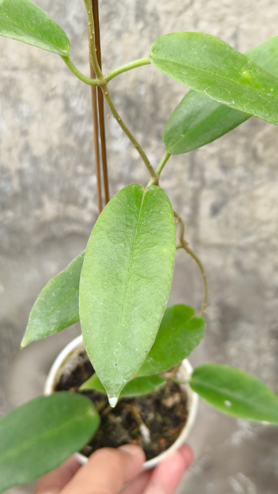 1239. Hoya CV. Kaimuki - Image 2