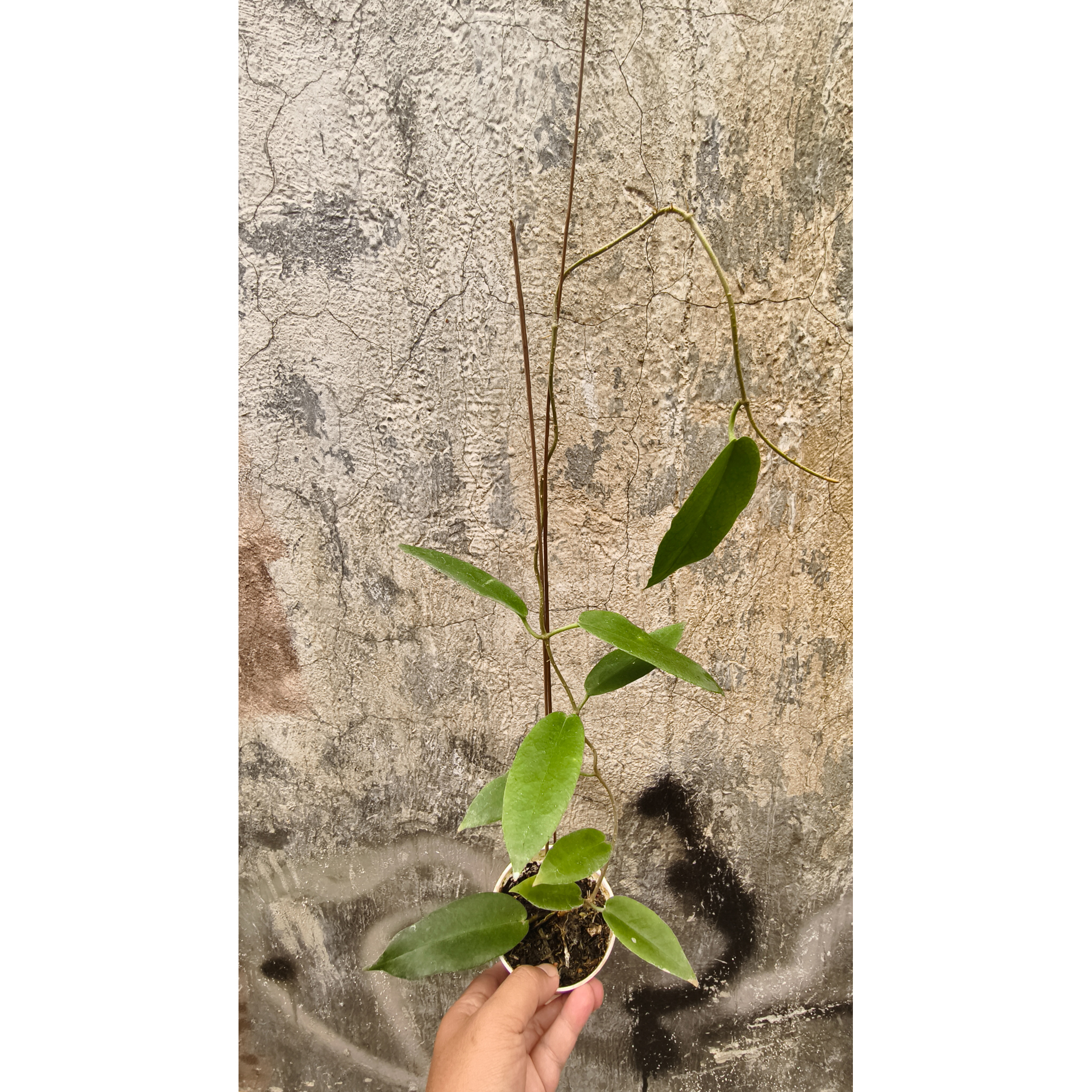 1239. Hoya CV. Kaimuki