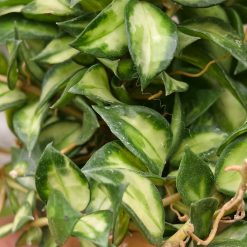 Alternative view of 1240. Hoya Lacunosa Bruno Tricolor