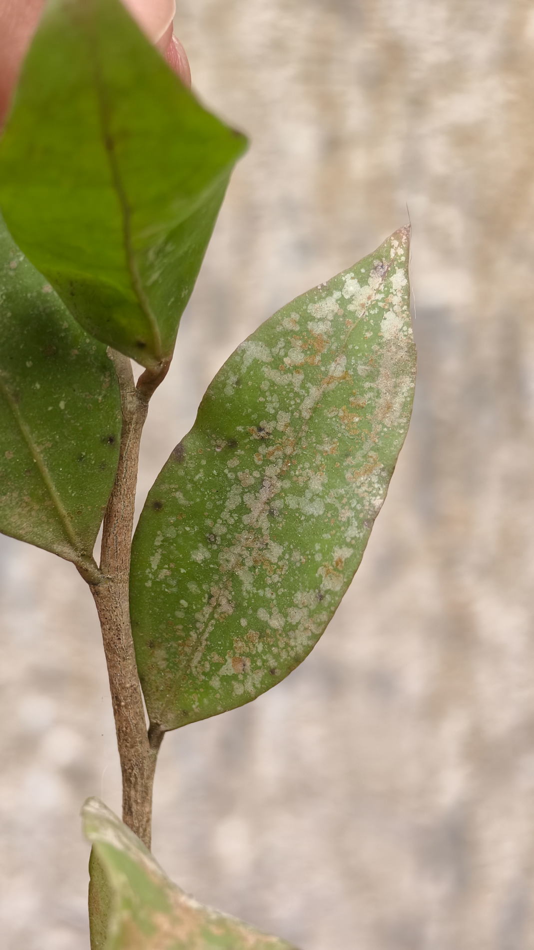 1241. Hoya Amicabilis - Image 8