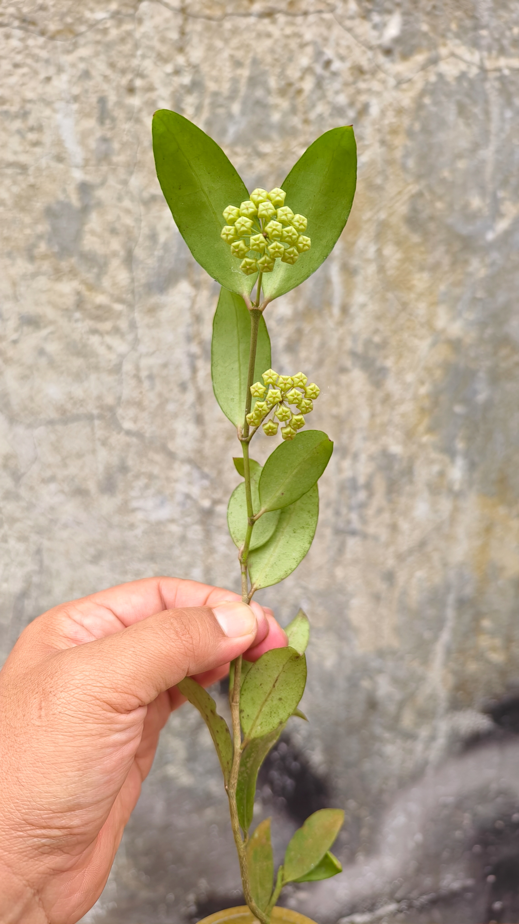 1241. Hoya Amicabilis - Image 9