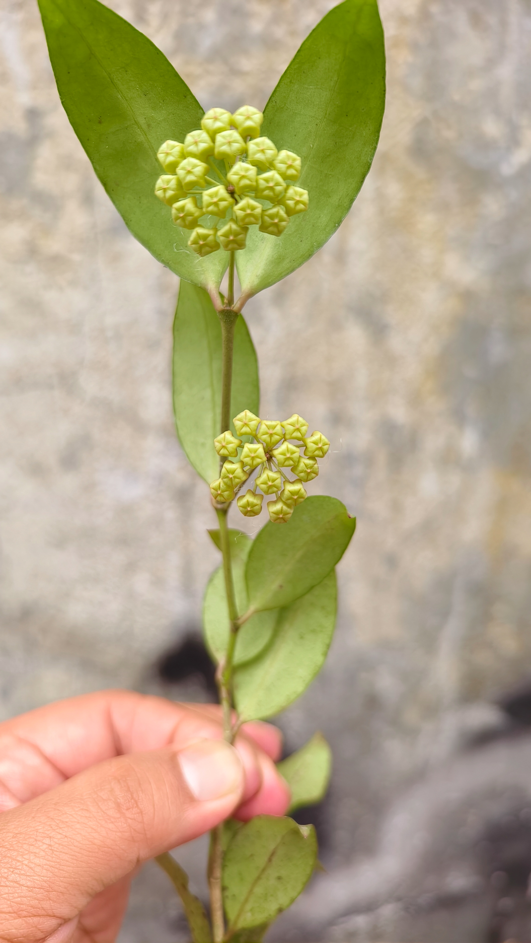 1241. Hoya Amicabilis - Image 10