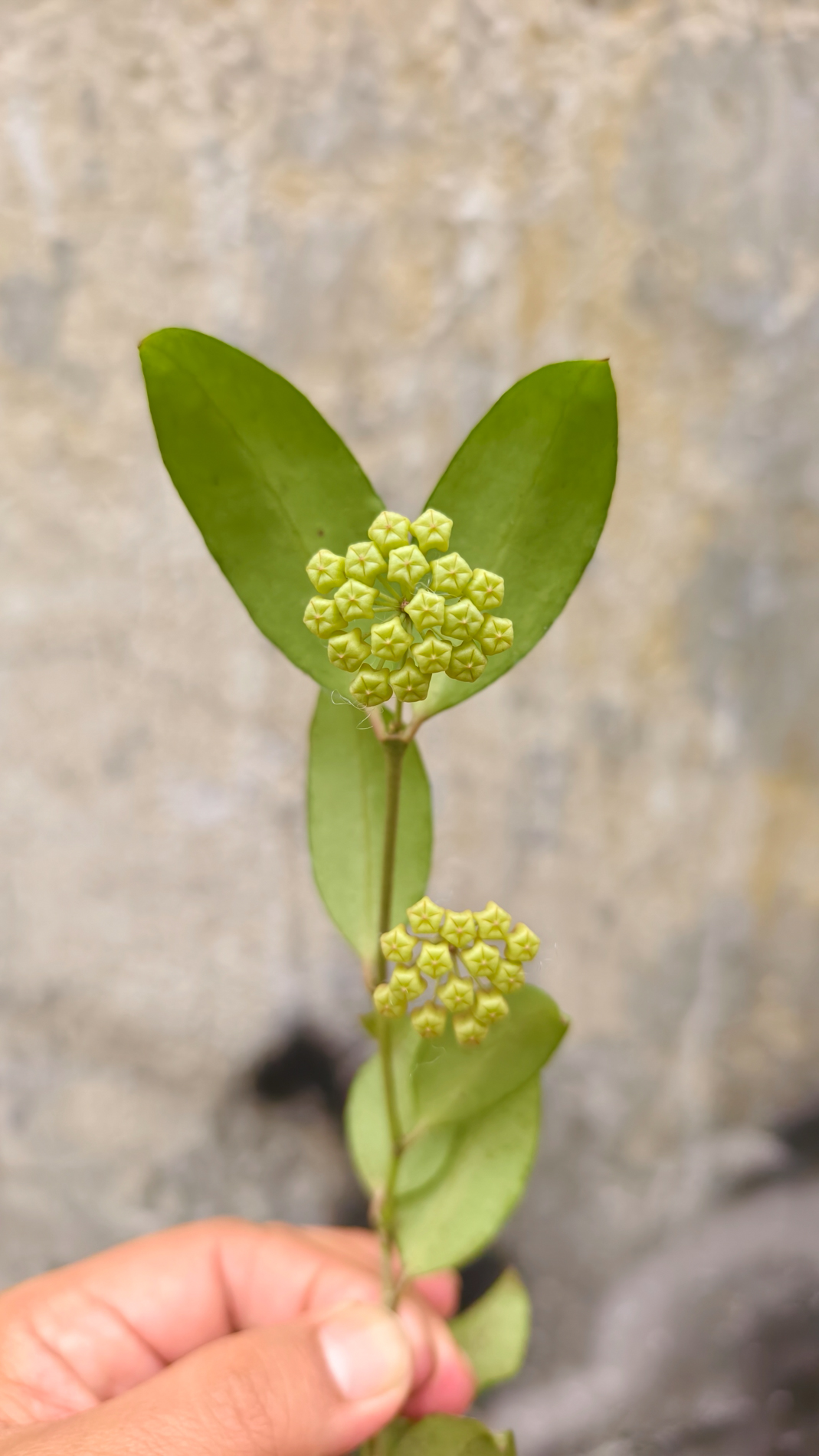 1241. Hoya Amicabilis - Image 2