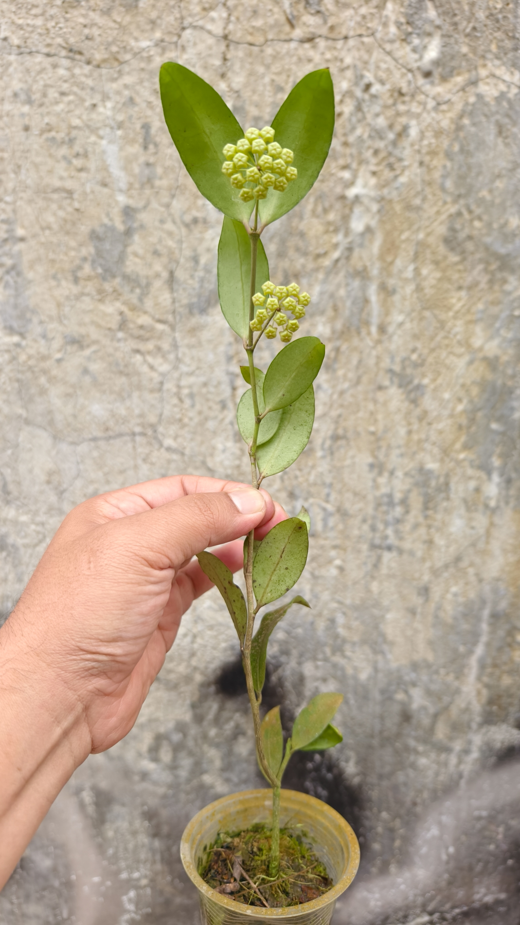 1241. Hoya Amicabilis - Image 6