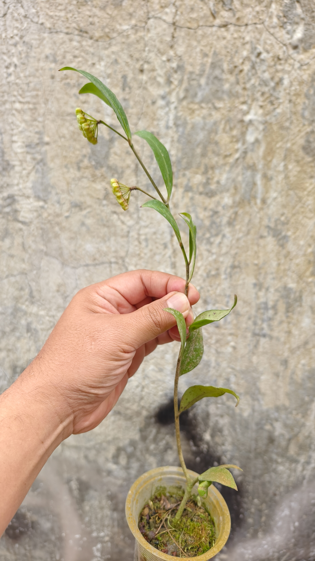 1241. Hoya Amicabilis - Image 7