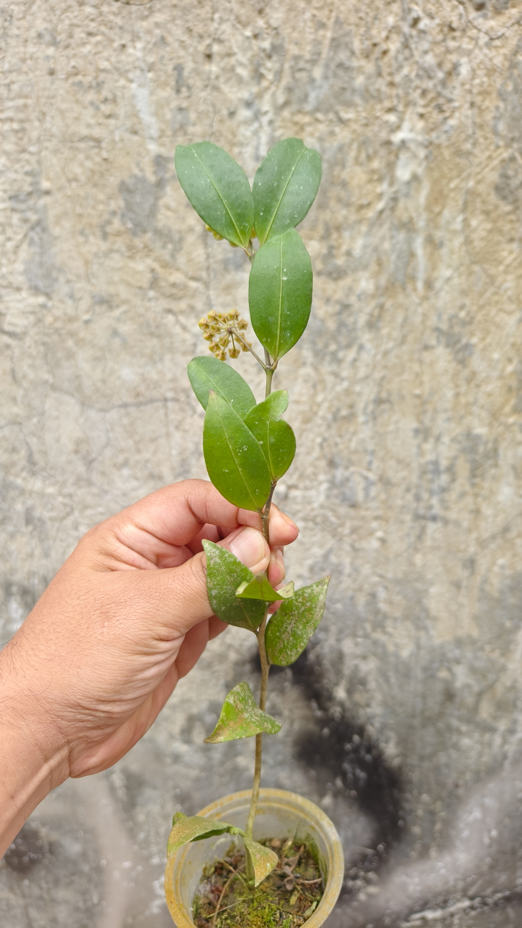 1241. Hoya Amicabilis - Image 4