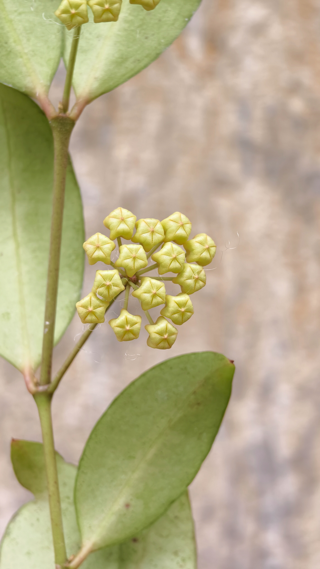 1241. Hoya Amicabilis - Image 5