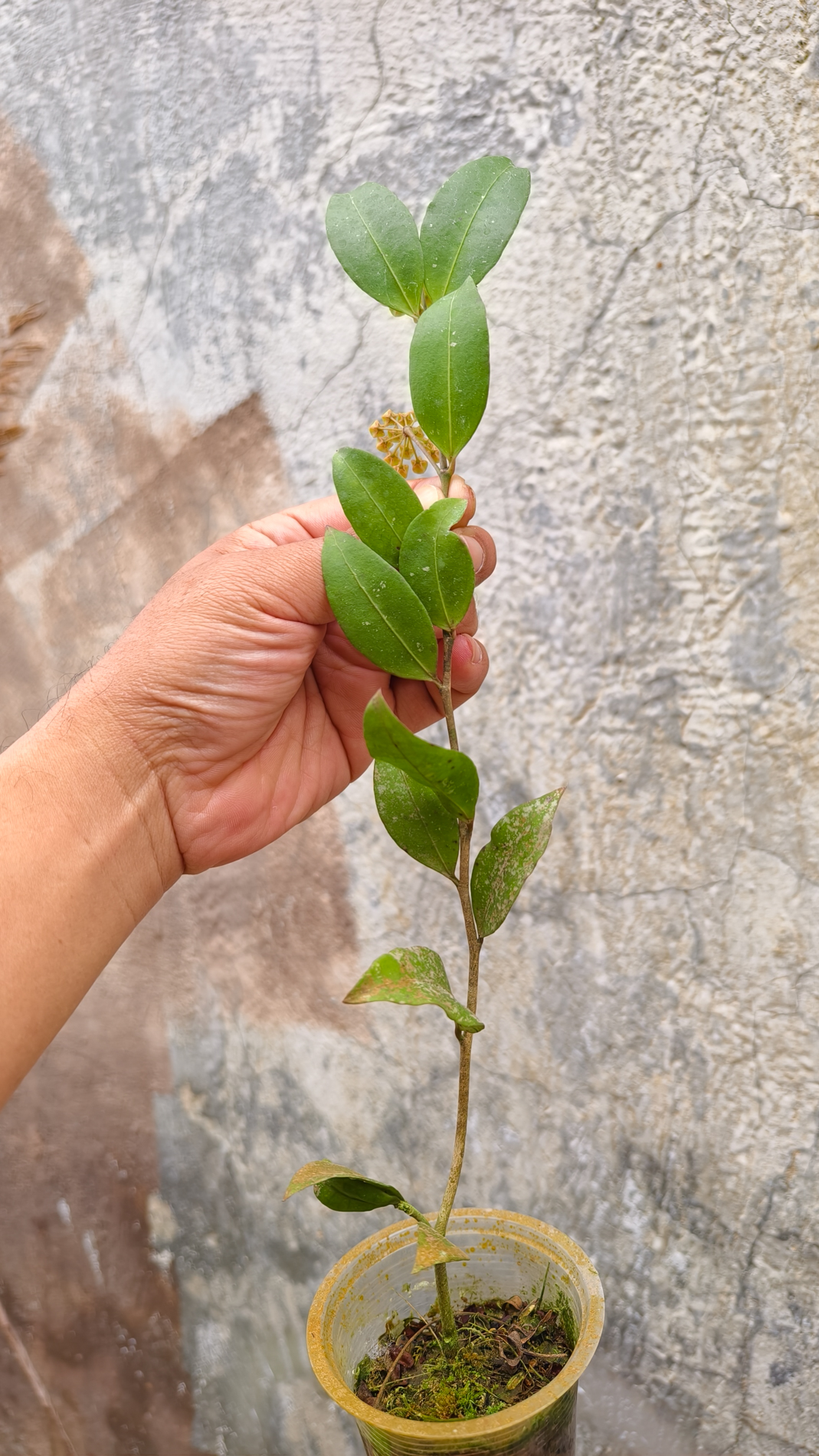 1241. Hoya Amicabilis - Image 3