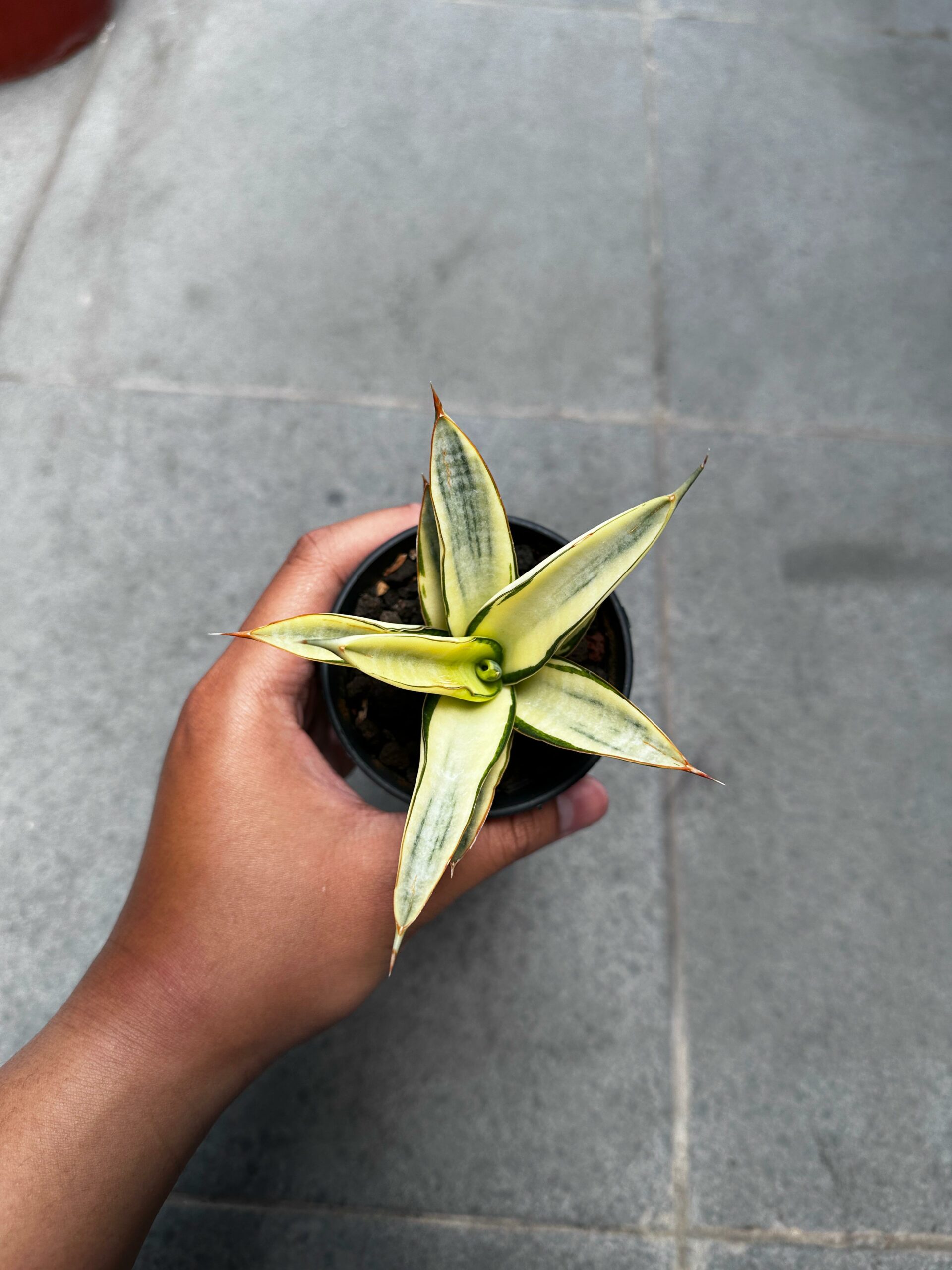 1242. Sansevieria Hybrid Fero Variegated - Image 11