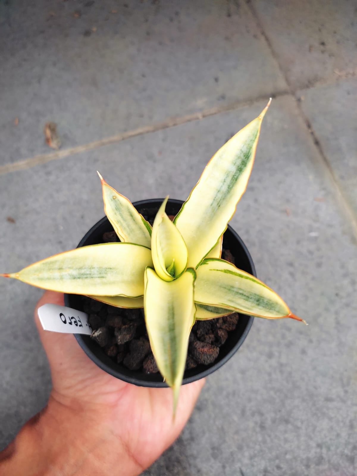 1242. Sansevieria Hybrid Fero Variegated - Image 10