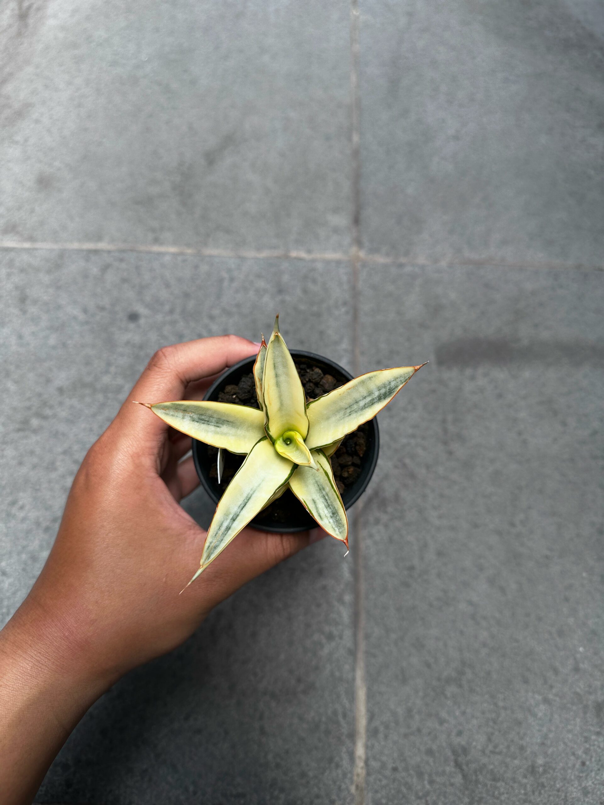 1242. Sansevieria Hybrid Fero Variegated - Image 6
