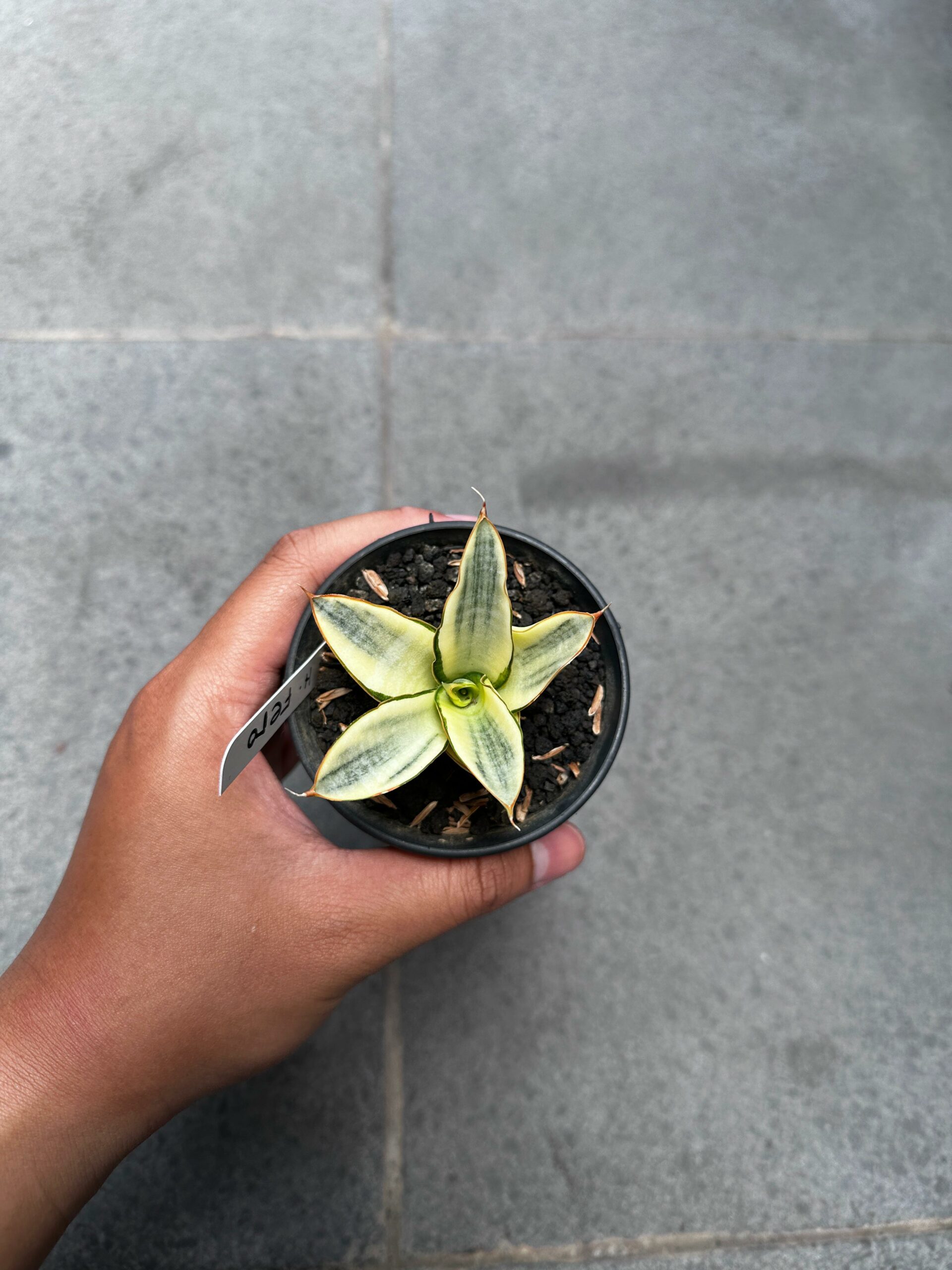 1242. Sansevieria Hybrid Fero Variegated - Image 4