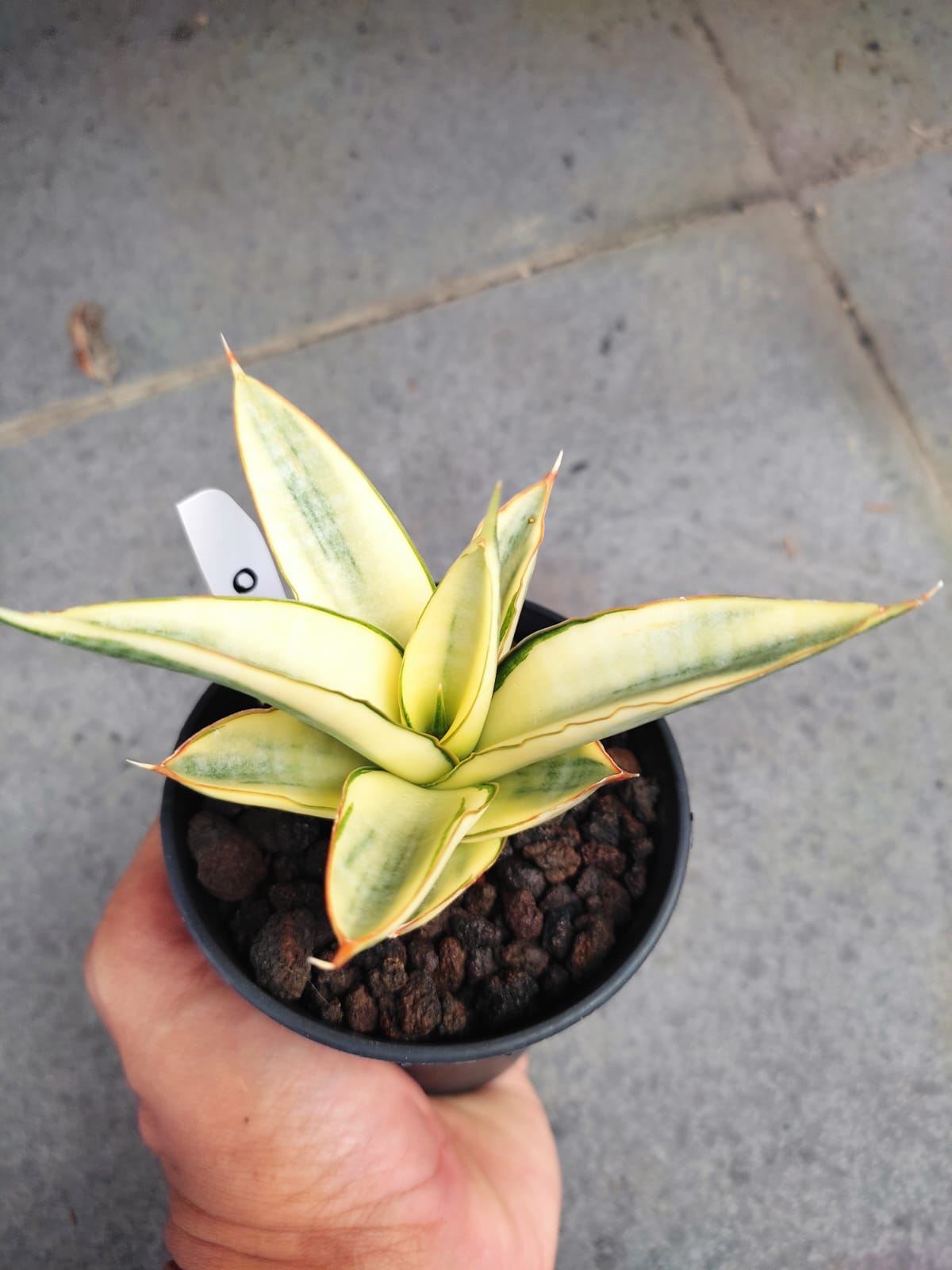 1242. Sansevieria Hybrid Fero Variegated - Image 8