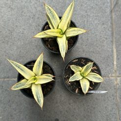 Alternative view of 1242. Sansevieria Hybrid Fero Variegated