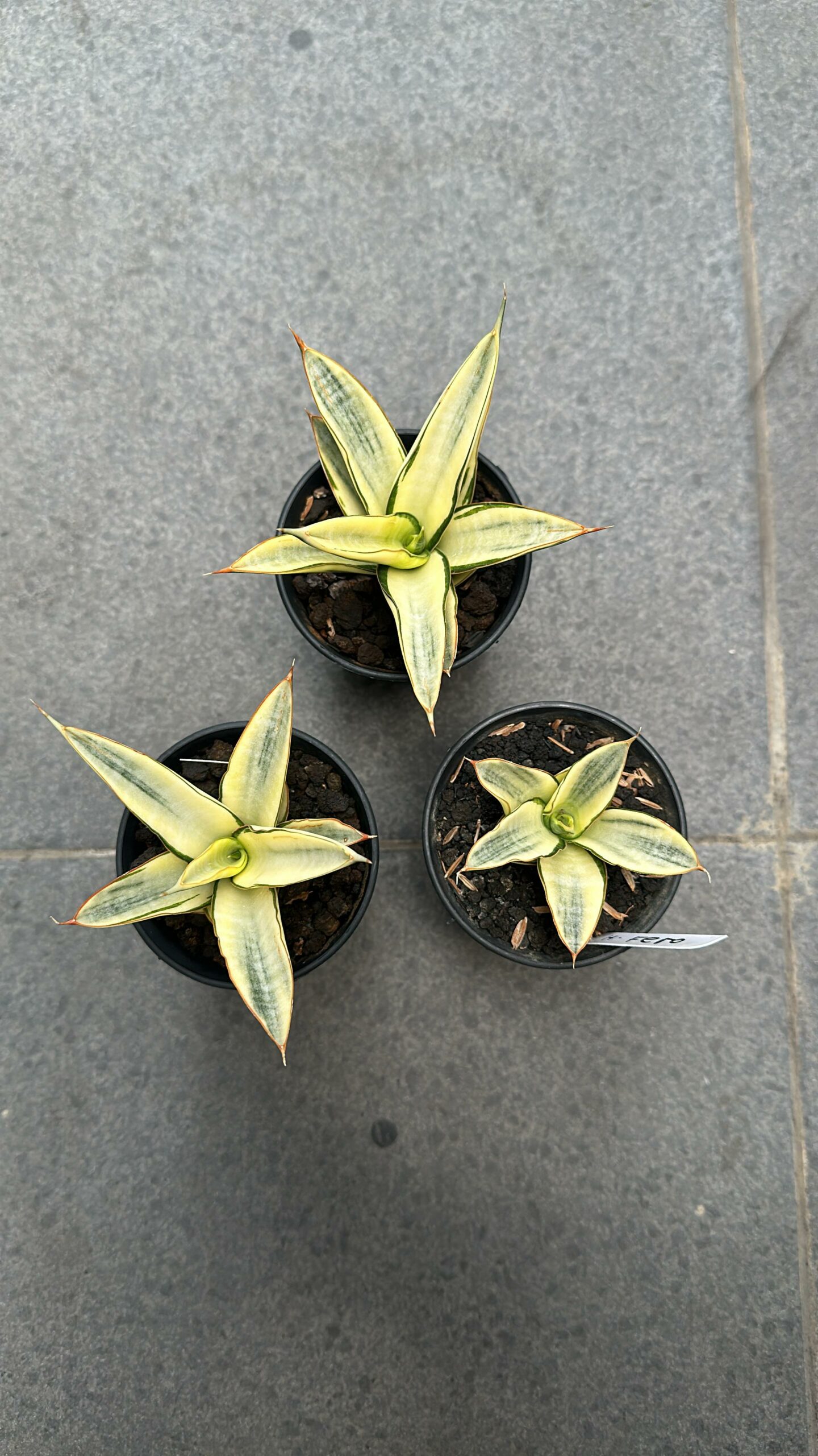 1242. Sansevieria Hybrid Fero Variegated - Image 2