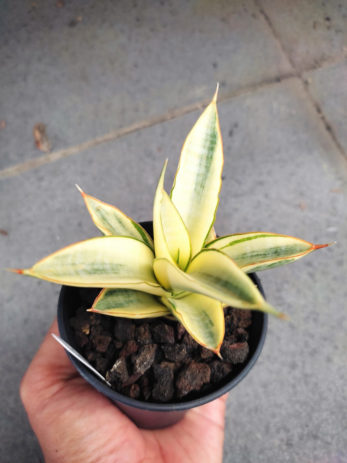 1242. Sansevieria Hybrid Fero Variegated - Image 7