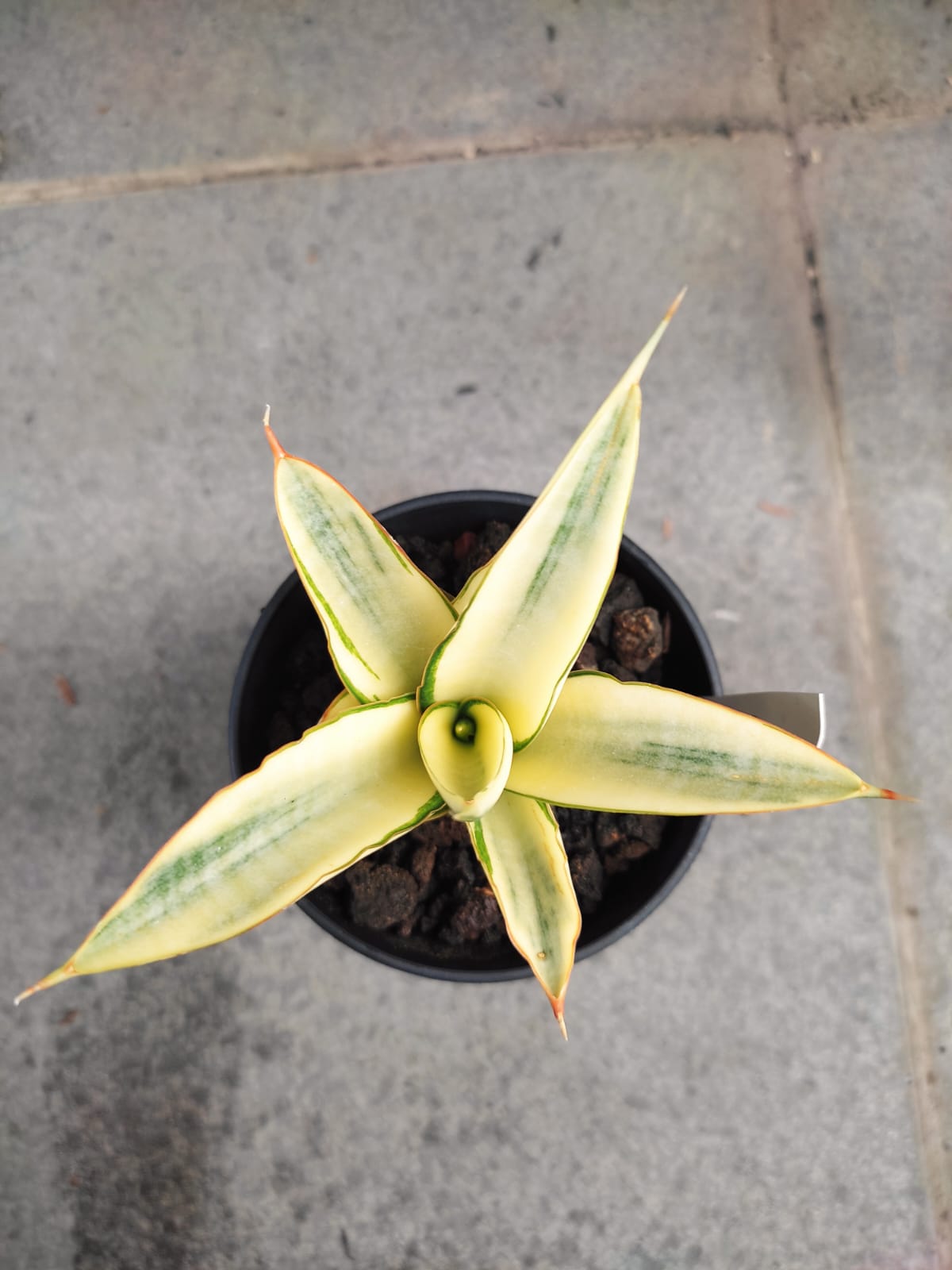 1242. Sansevieria Hybrid Fero Variegated - Image 5