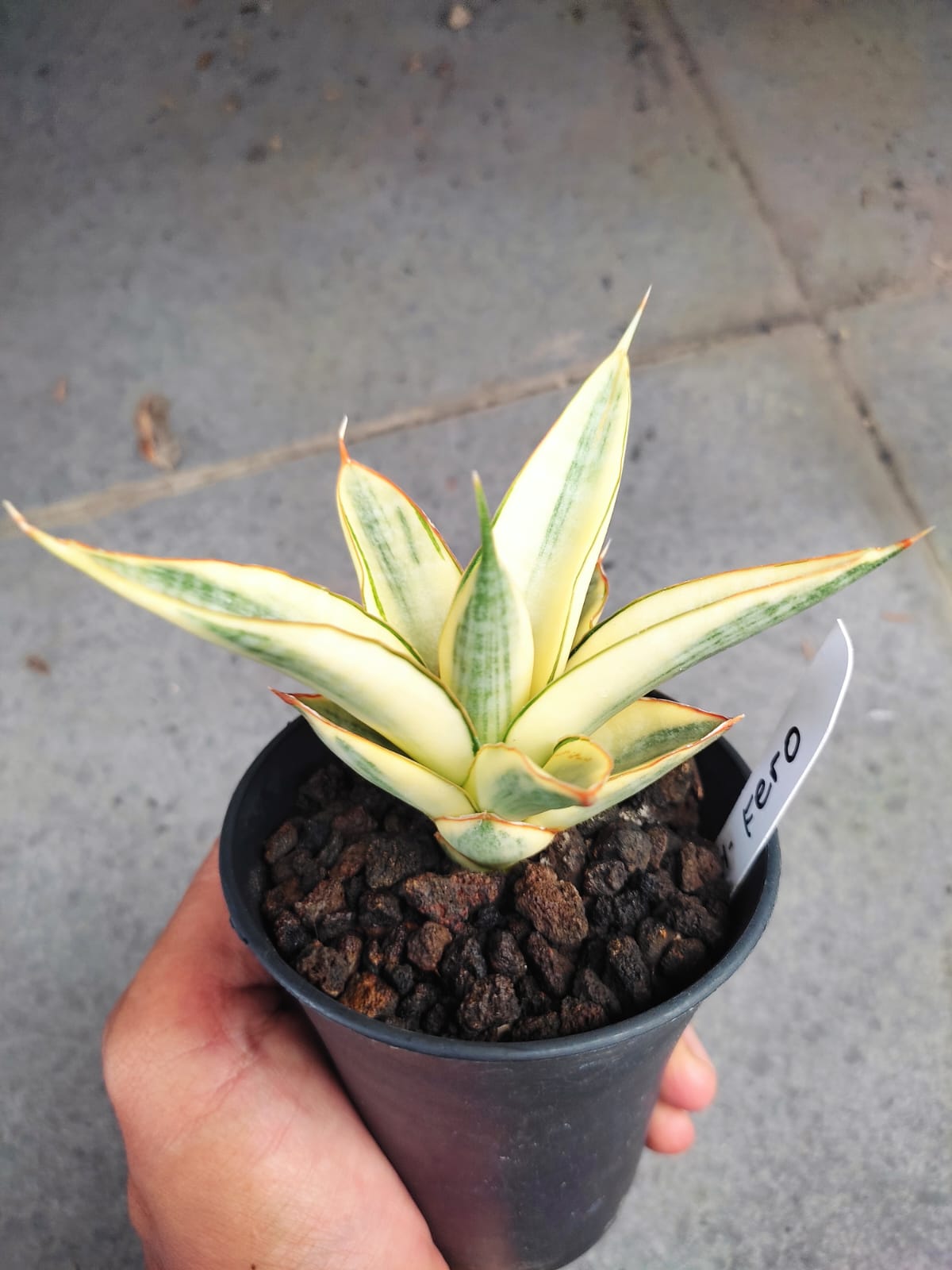 1242. Sansevieria Hybrid Fero Variegated - Image 3