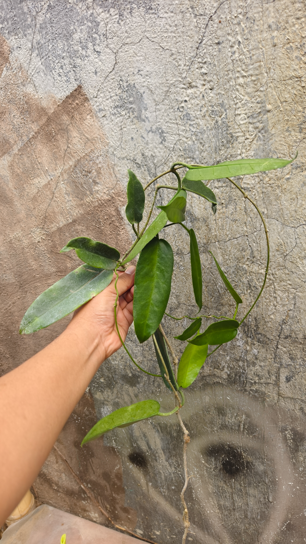 1244. Hoya Archboldiana - Image 6