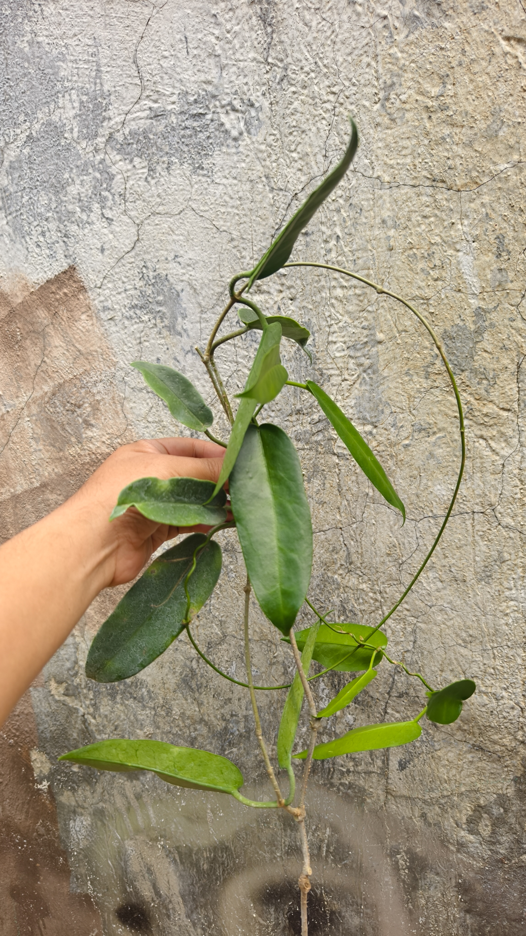 1244. Hoya Archboldiana - Image 7