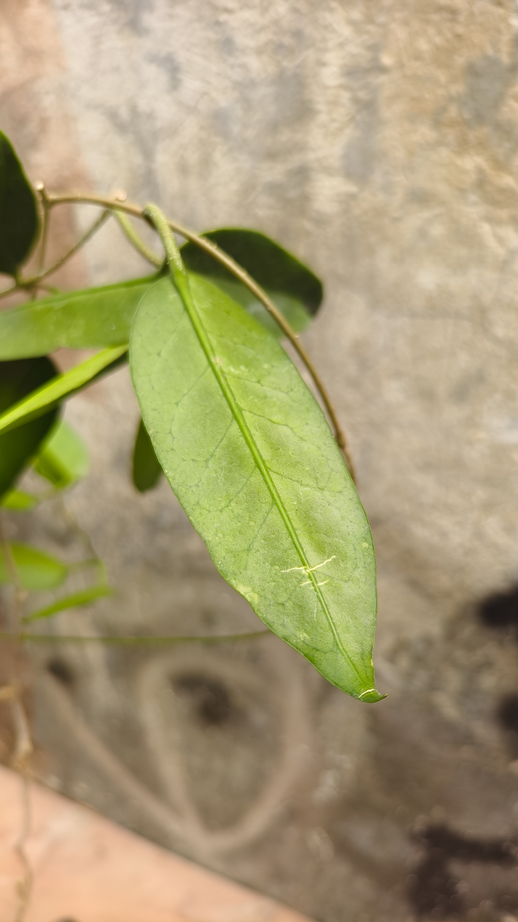 1244. Hoya Archboldiana - Image 2