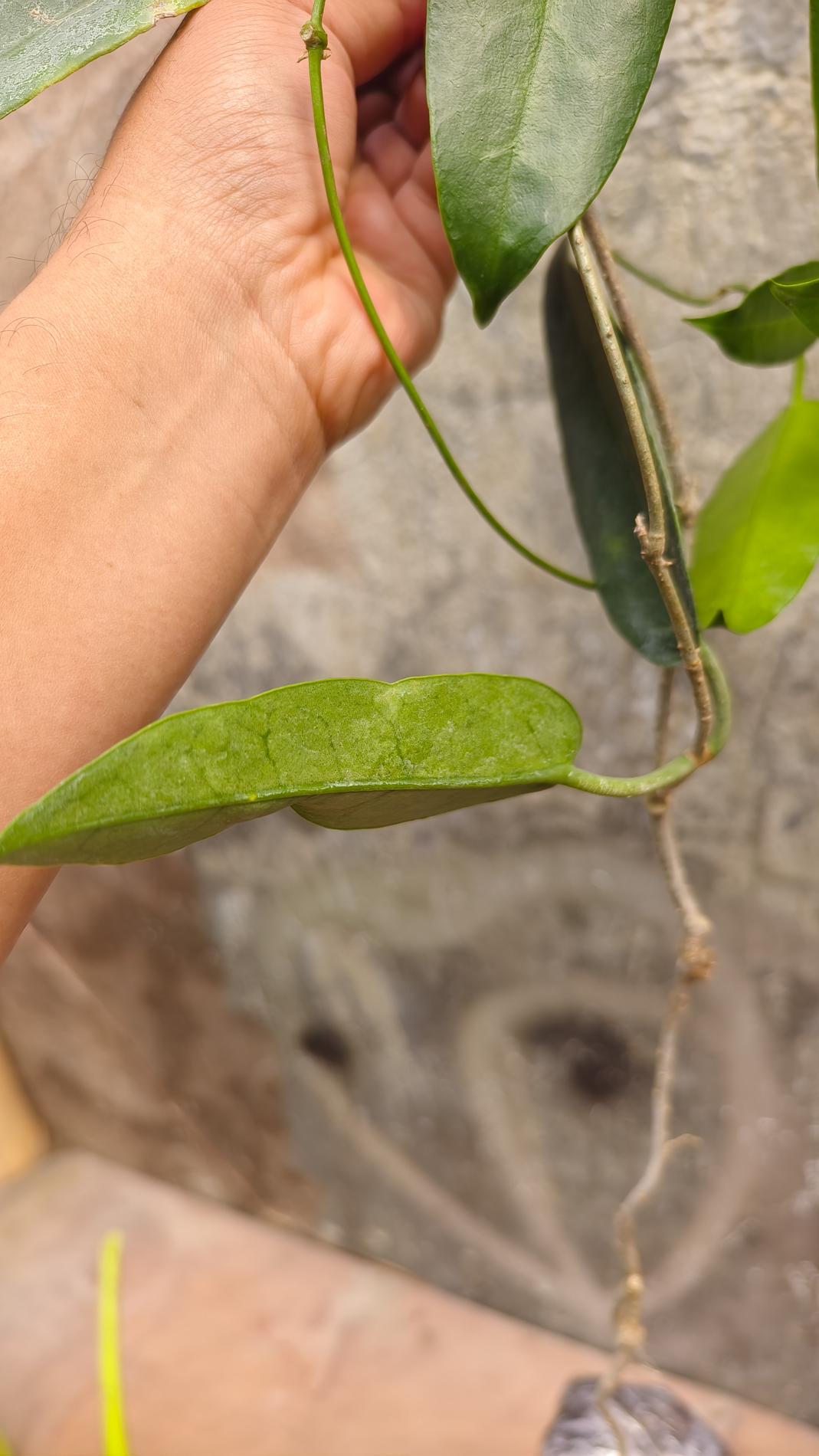 1244. Hoya Archboldiana - Image 8