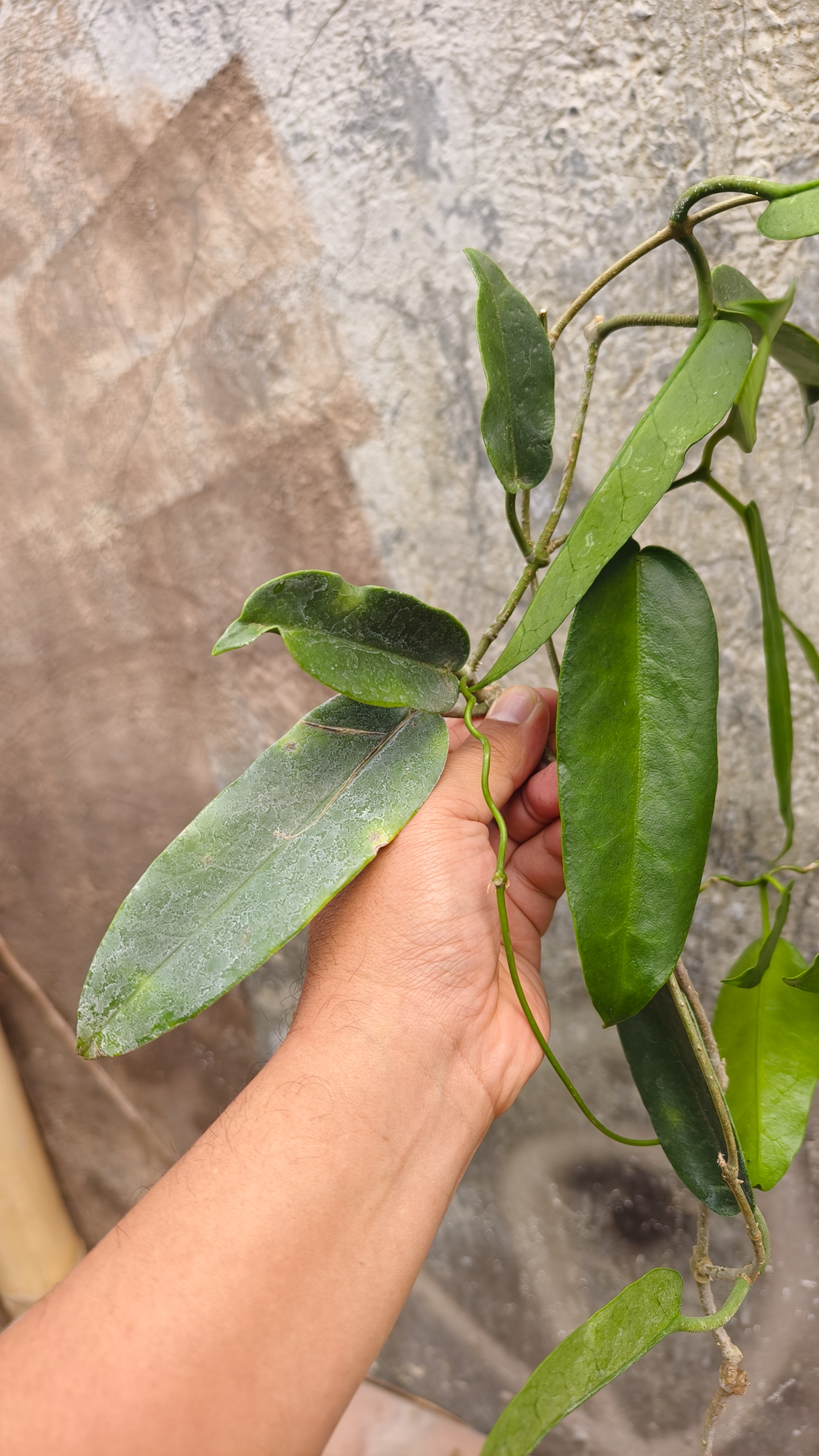 1244. Hoya Archboldiana - Image 5