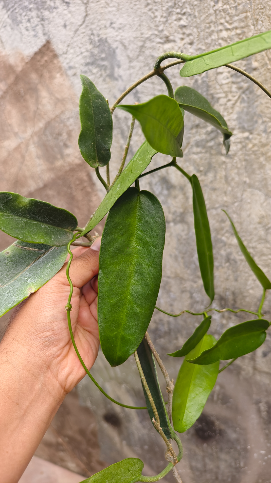 1244. Hoya Archboldiana - Image 3