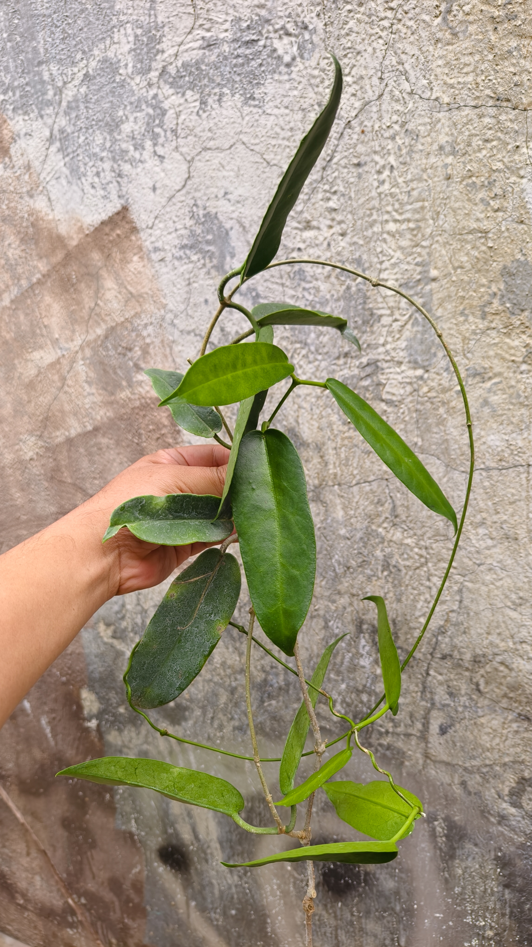 1244. Hoya Archboldiana - Image 4