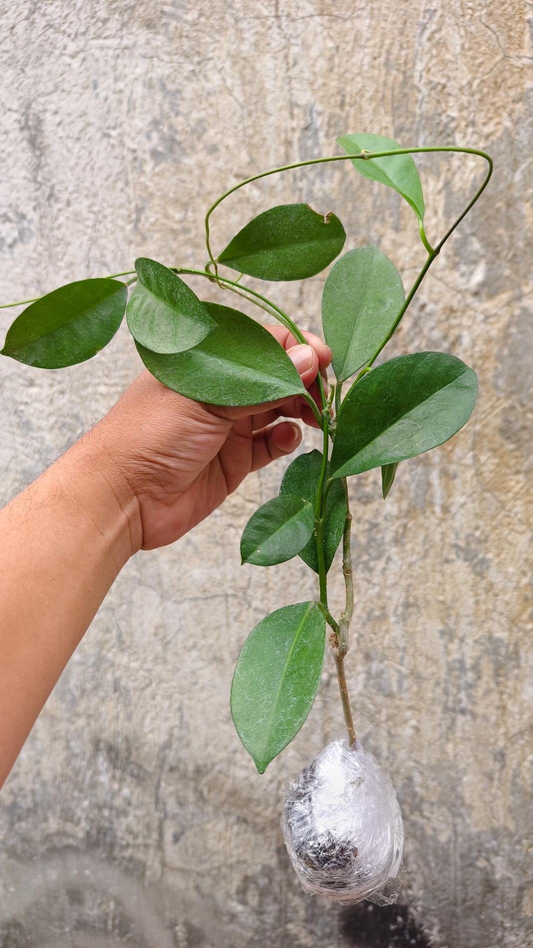1246. Hoya Affinis - Image 9