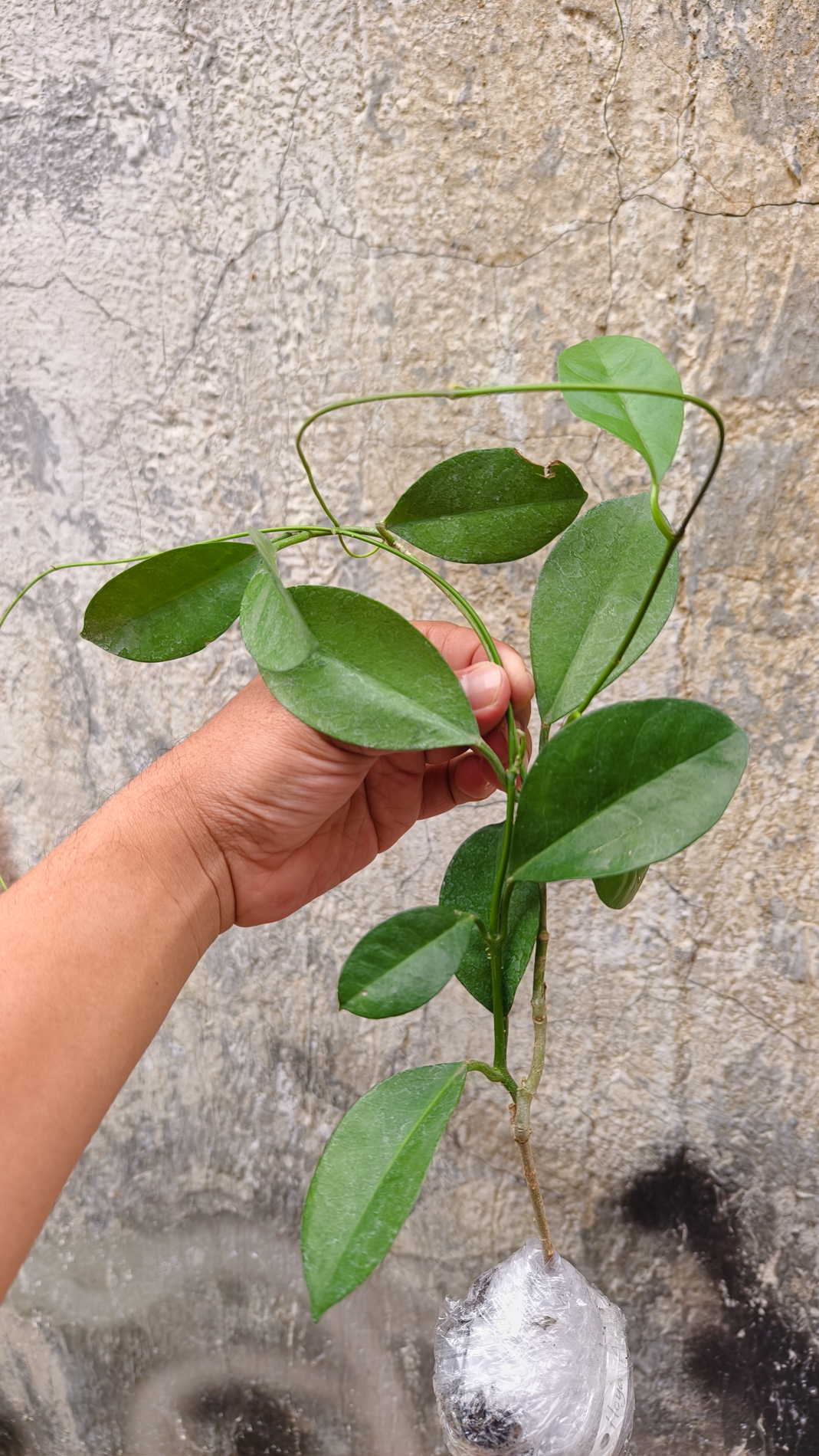 1246. Hoya Affinis - Image 6