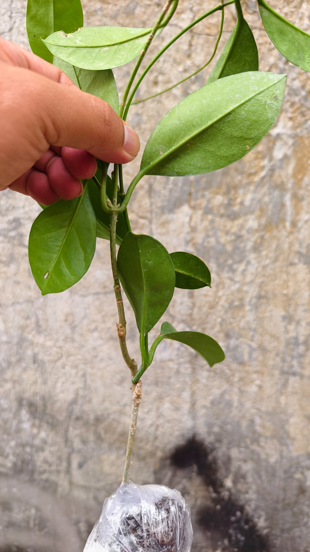 1246. Hoya Affinis - Image 8