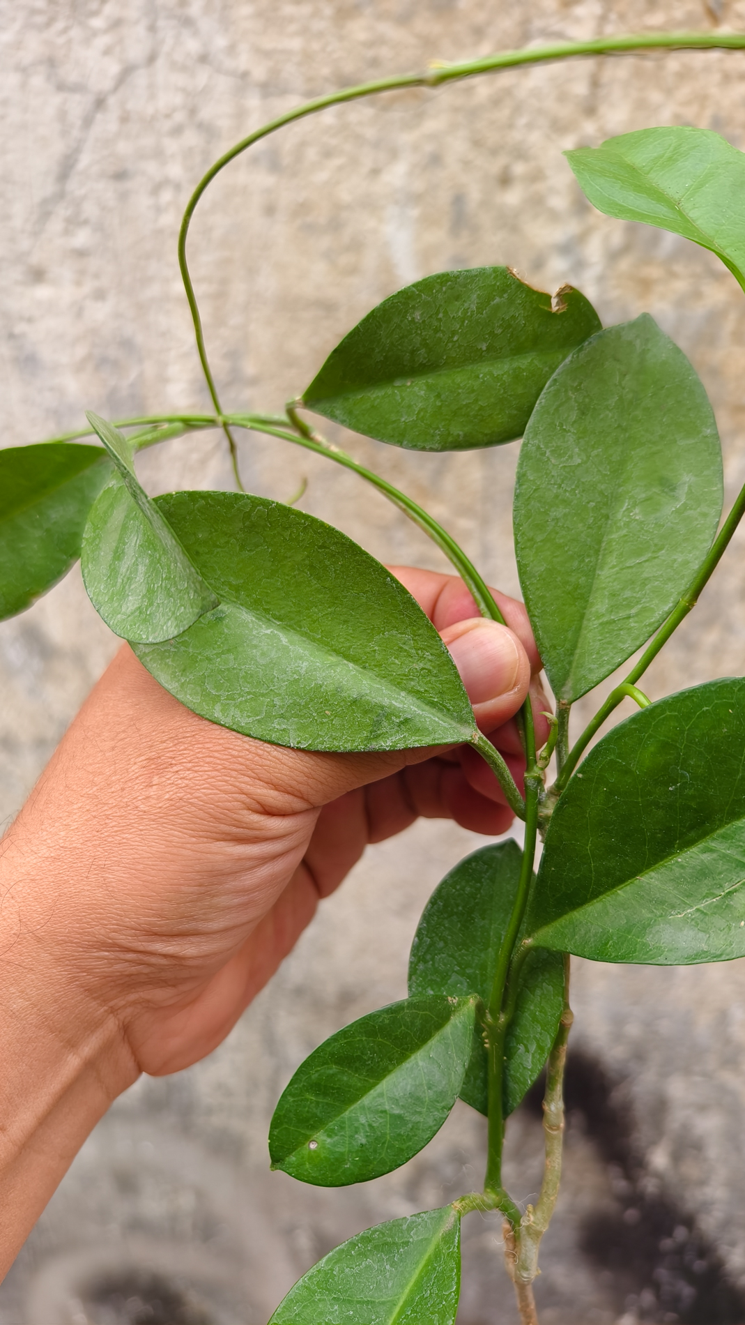 1246. Hoya Affinis - Image 4