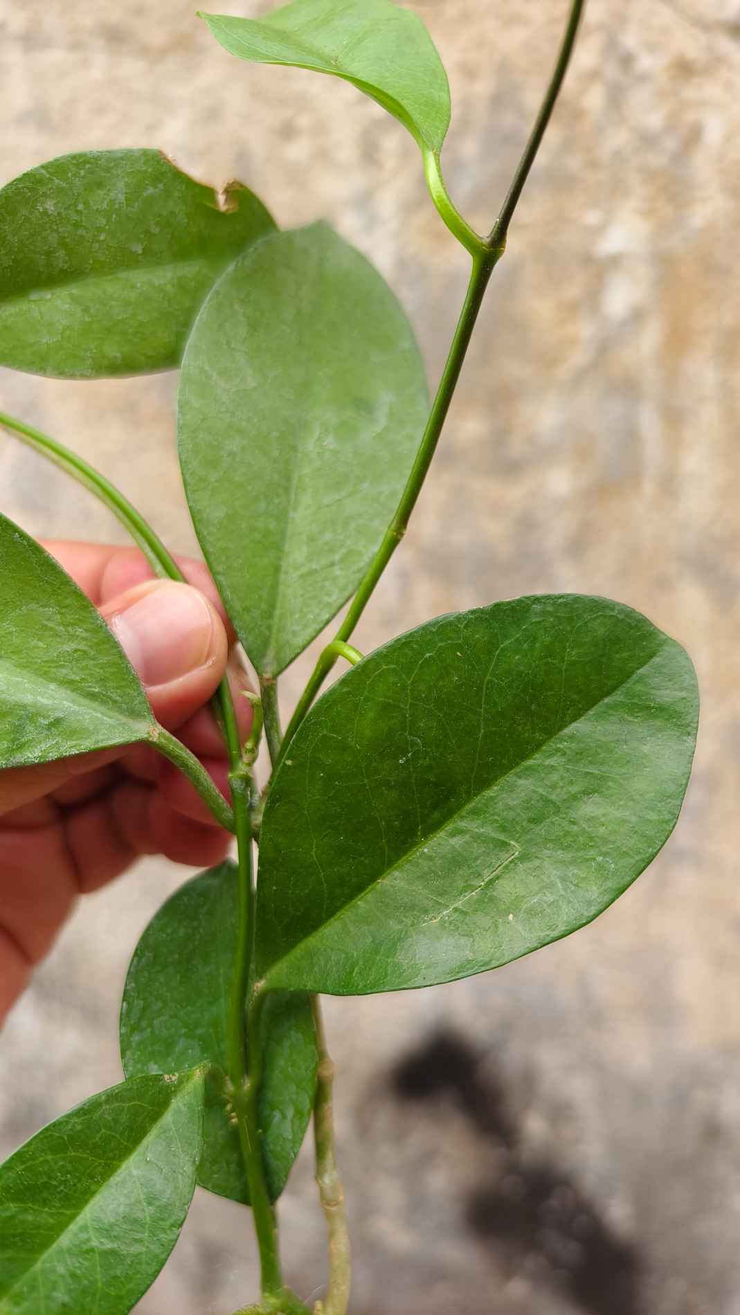 1246. Hoya Affinis - Image 5