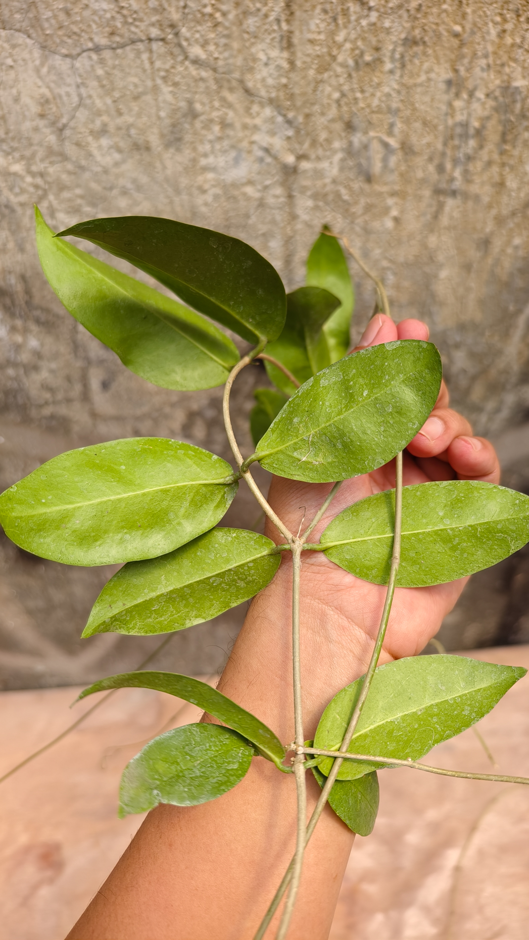 1247. Hoya Evelinae - Image 5
