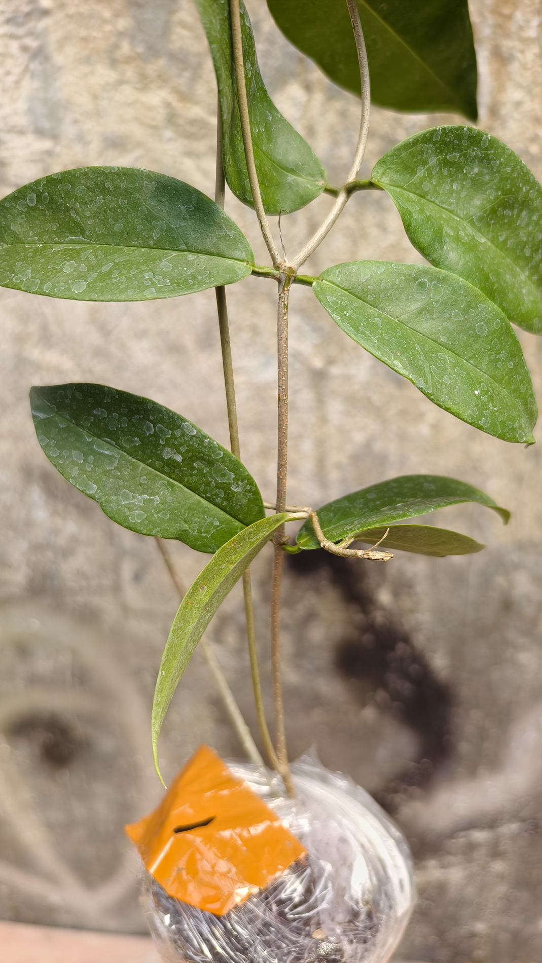 1247. Hoya Evelinae - Image 6