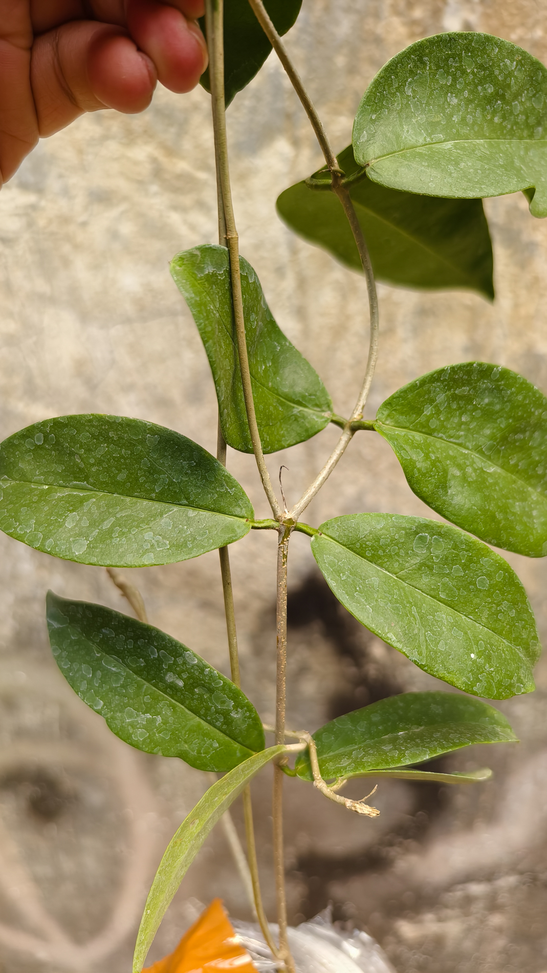 1247. Hoya Evelinae - Image 7