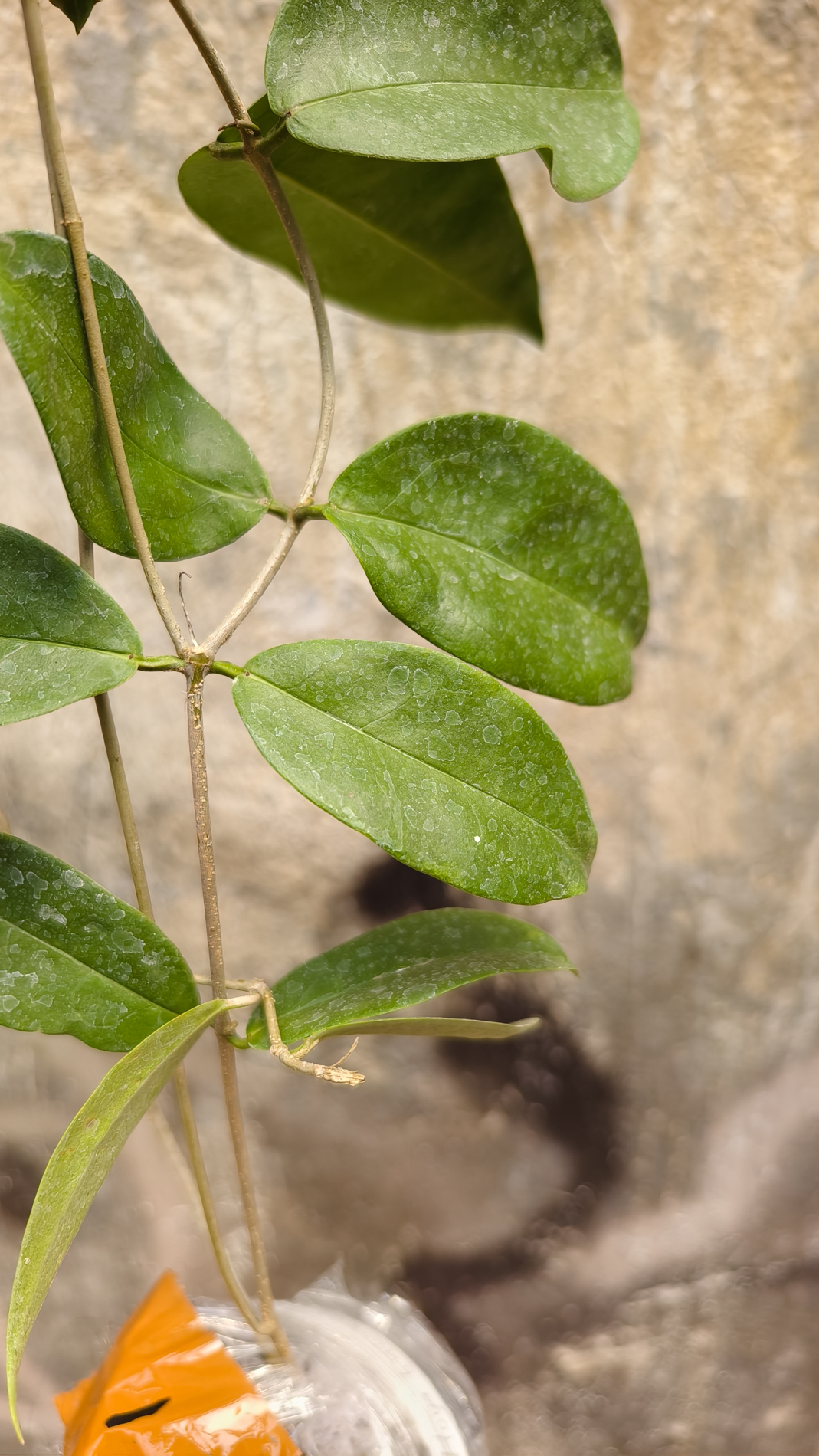 1247. Hoya Evelinae - Image 8