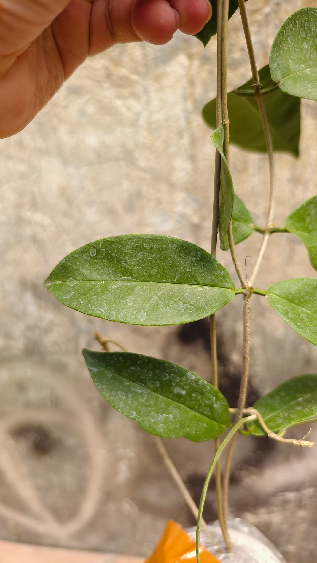 1247. Hoya Evelinae - Image 2