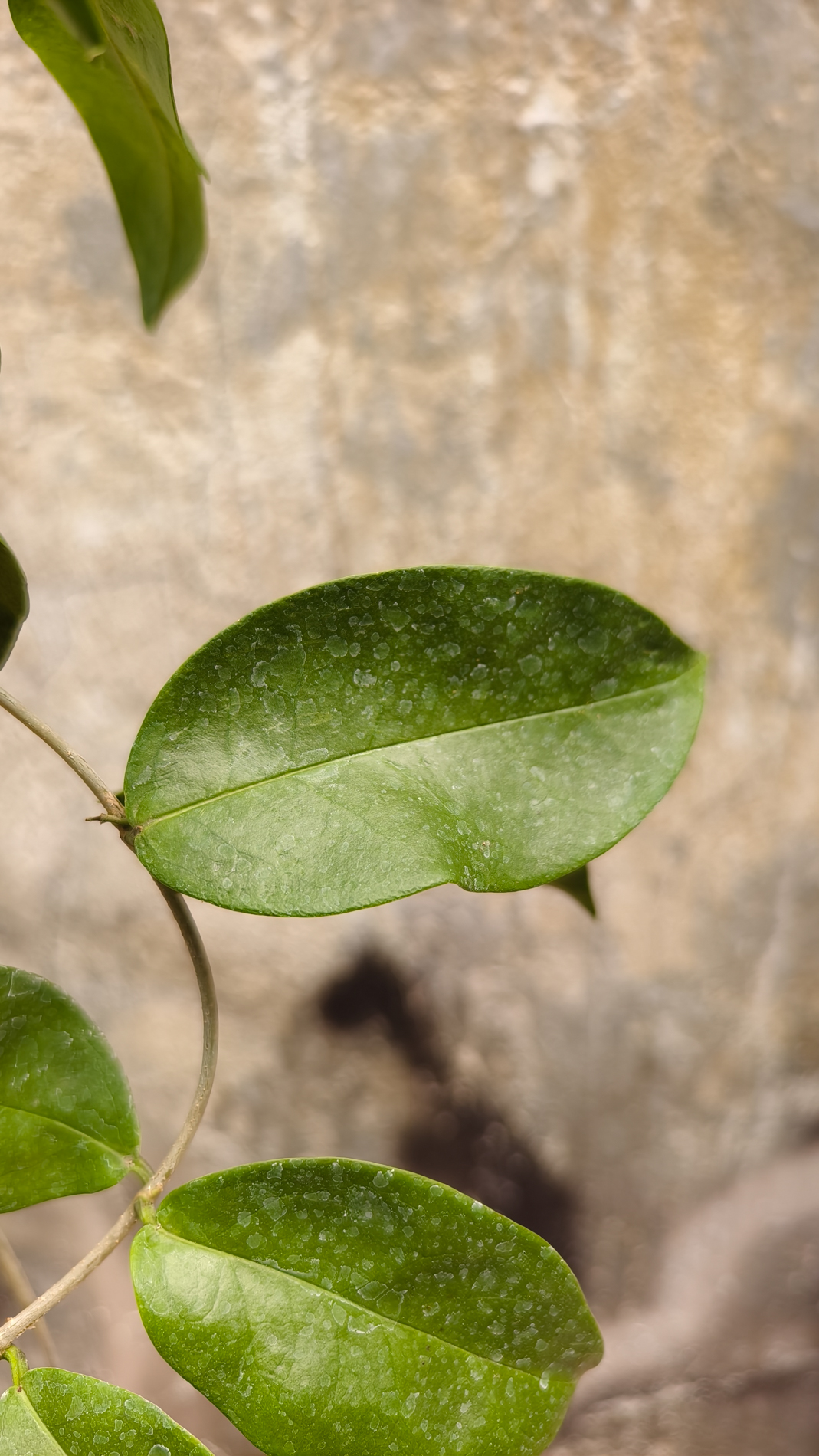 1247. Hoya Evelinae - Image 3