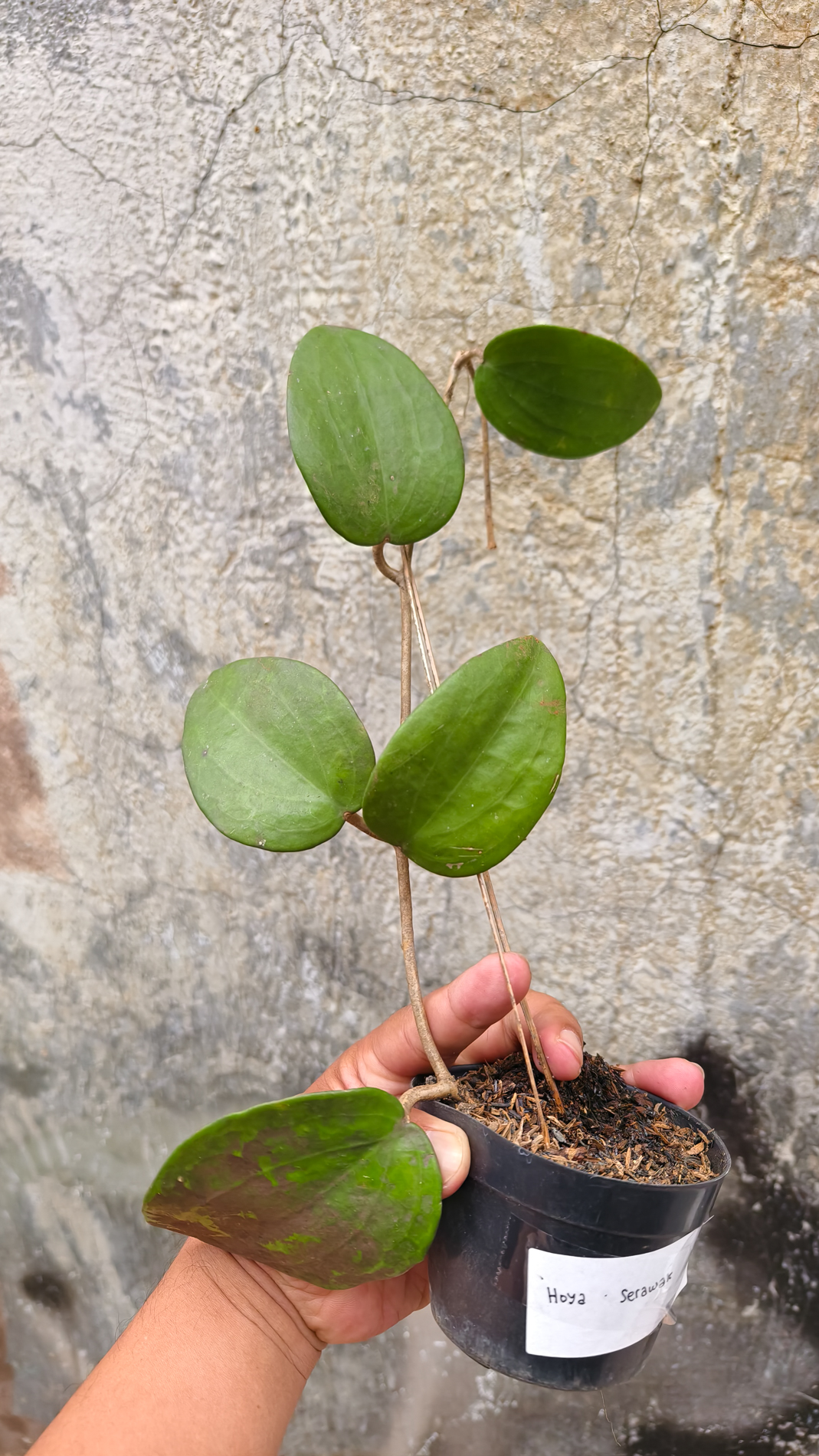 1248. Hoya Serawak - Image 9