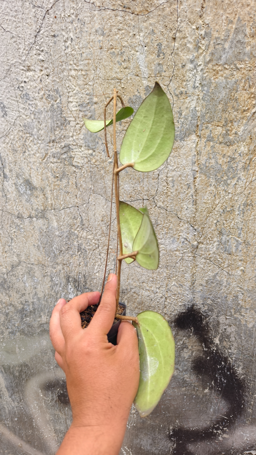 1248. Hoya Serawak - Image 10