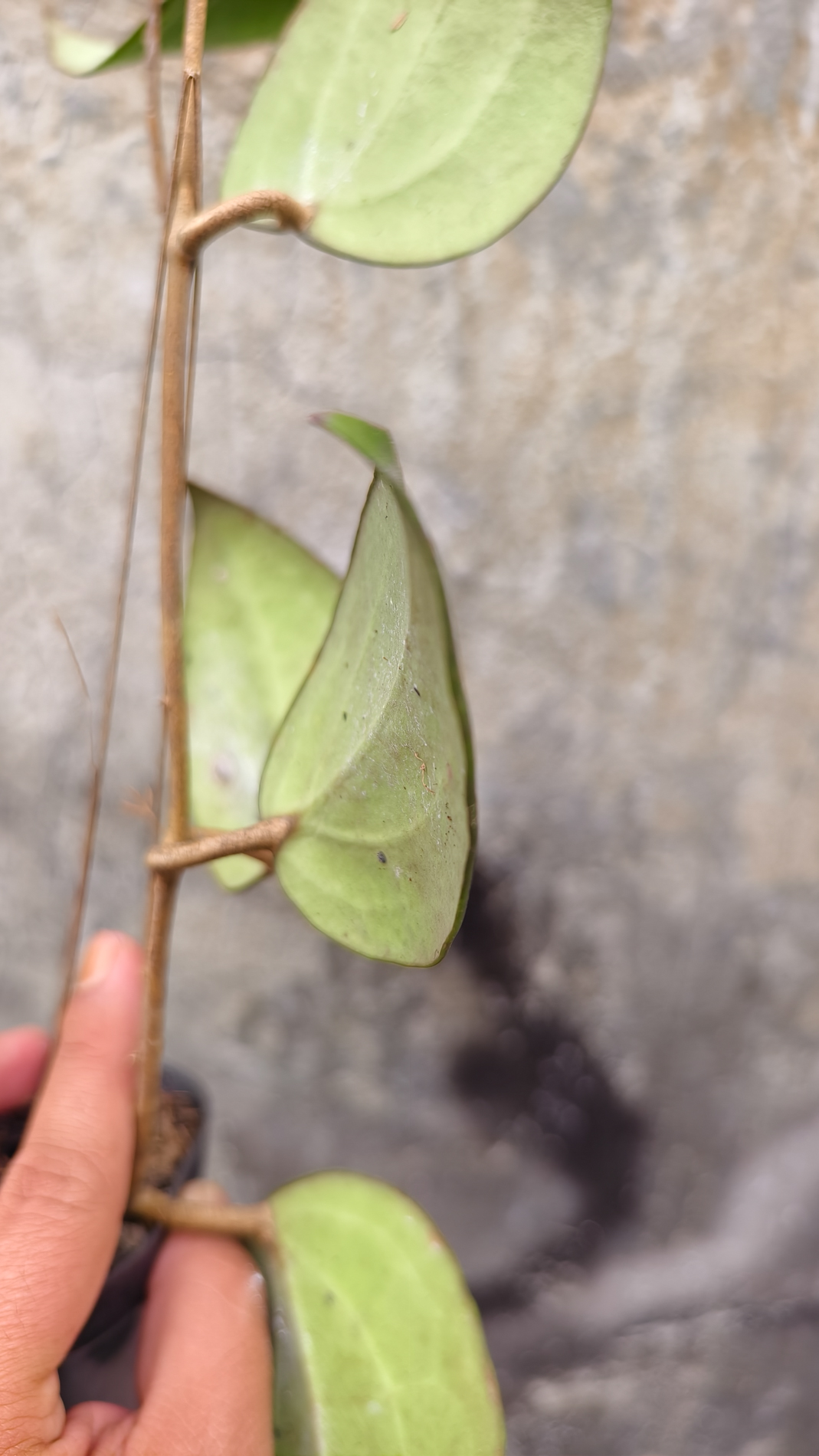 1248. Hoya Serawak - Image 8