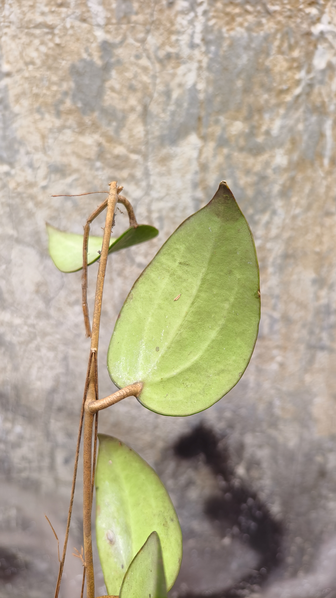 1248. Hoya Serawak - Image 5