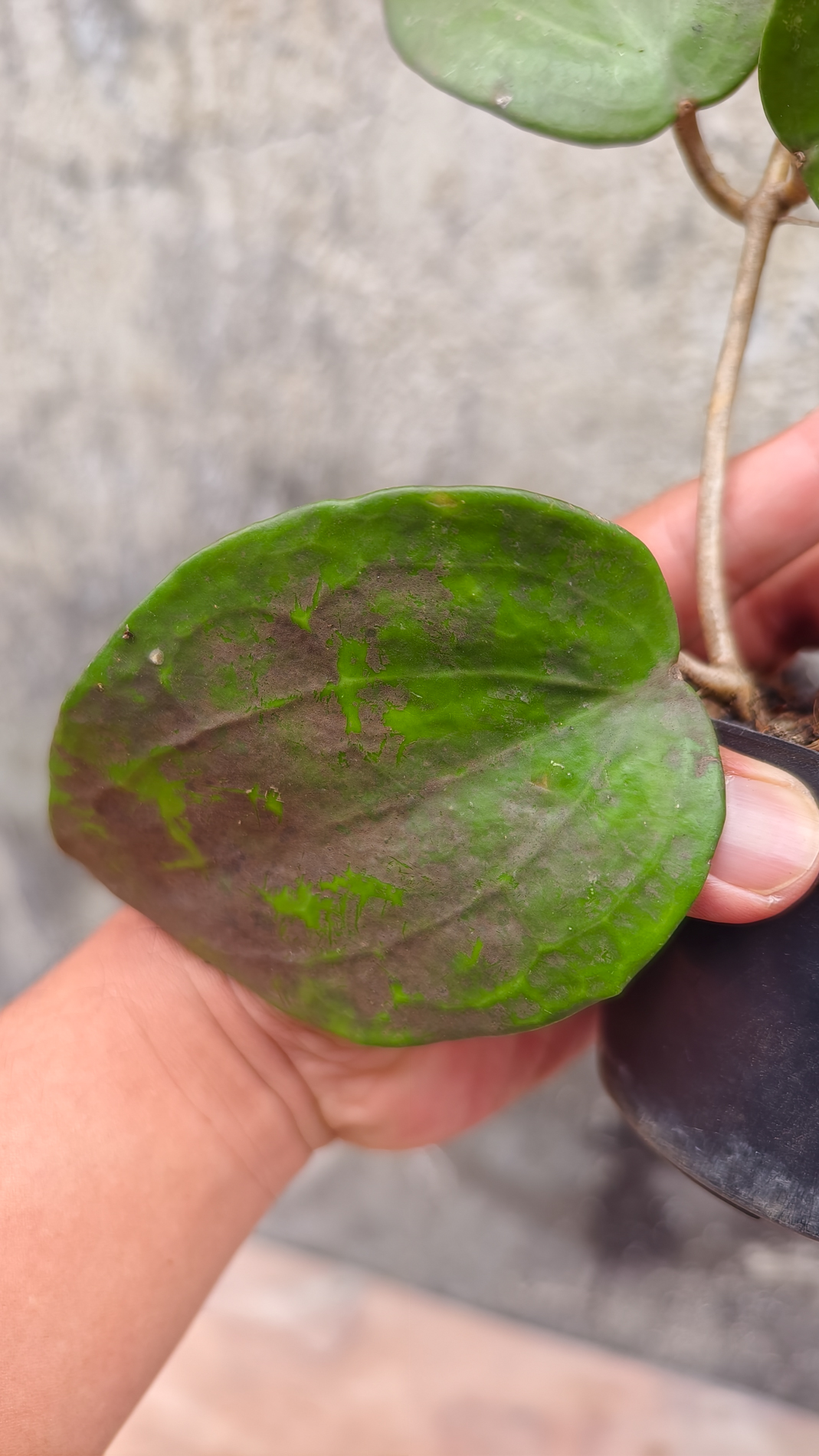 1248. Hoya Serawak - Image 6