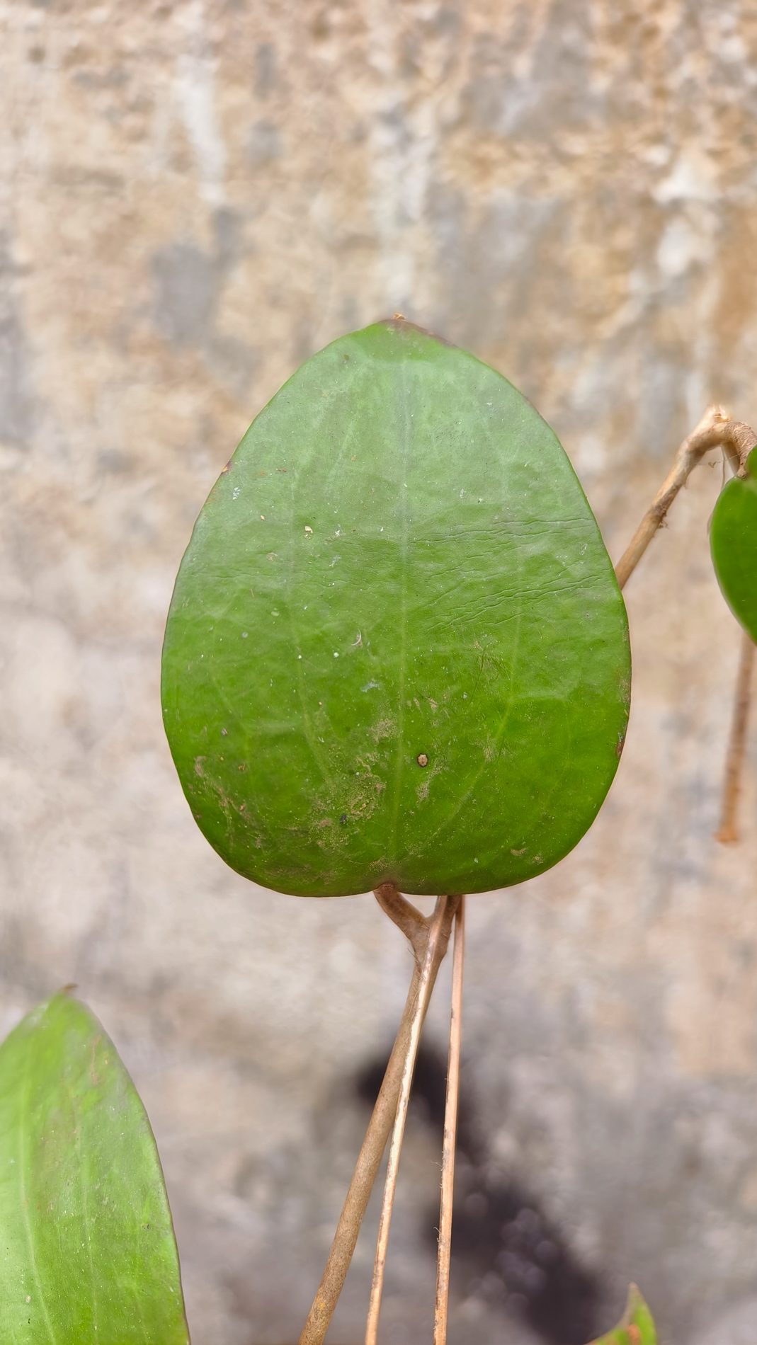 1248. Hoya Serawak - Image 2