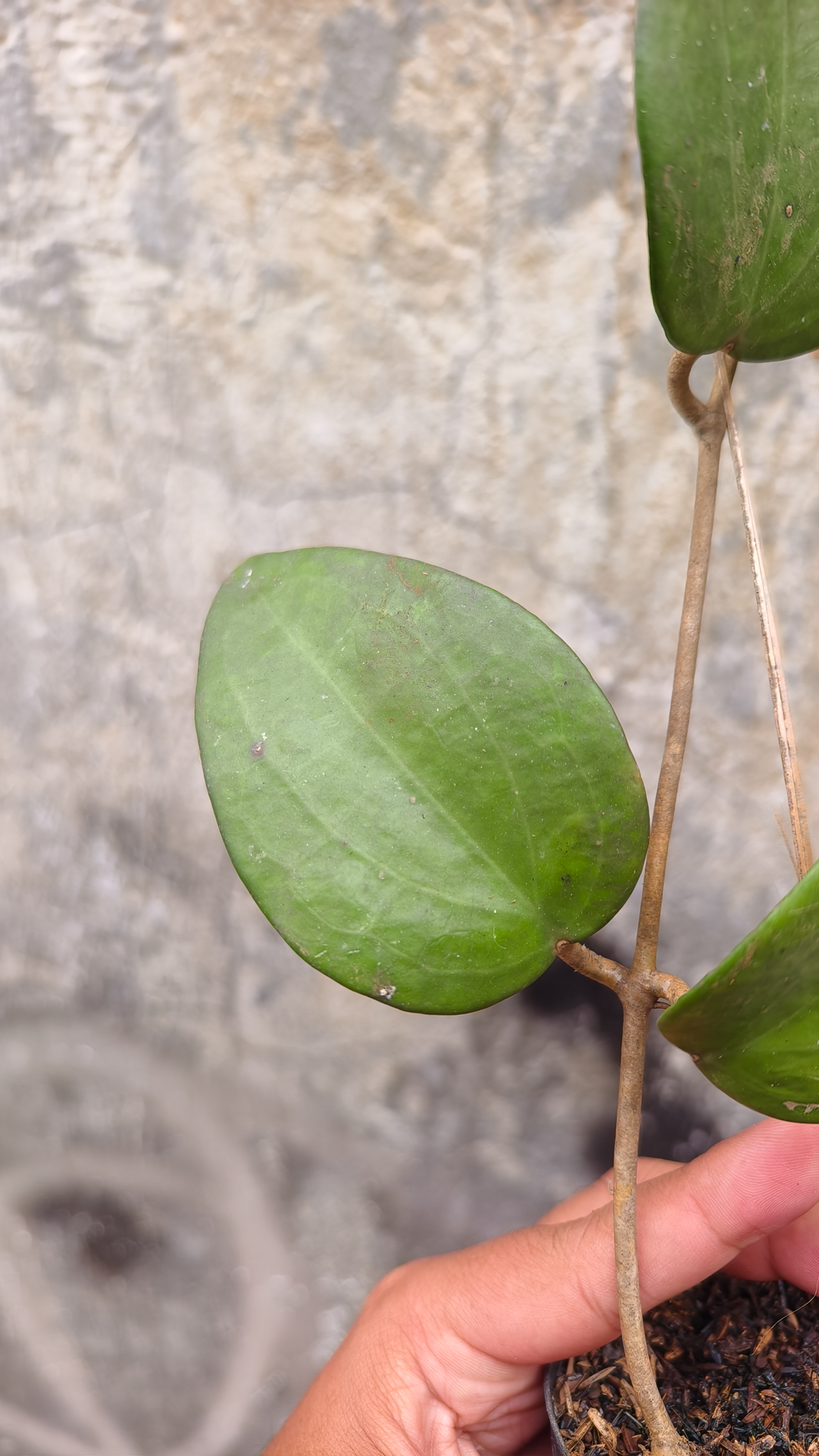 1248. Hoya Serawak - Image 3
