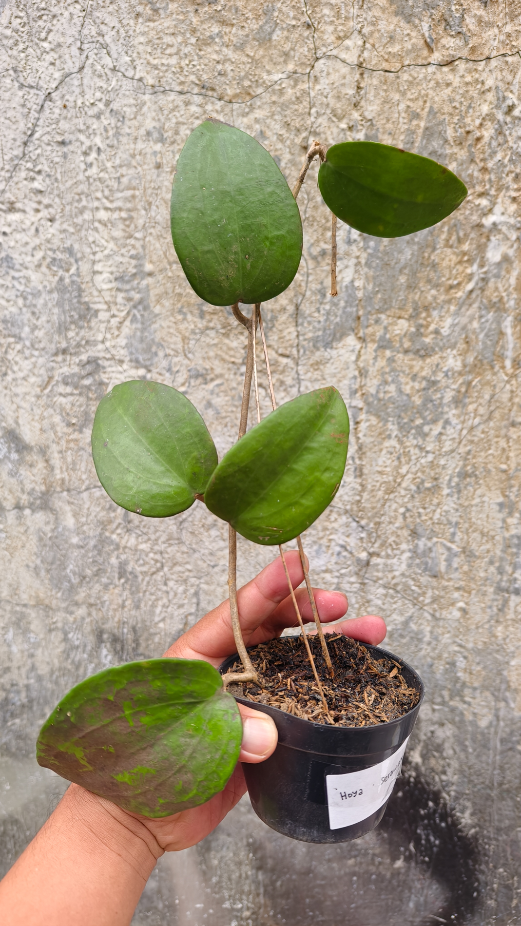 1248. Hoya Serawak - Image 4