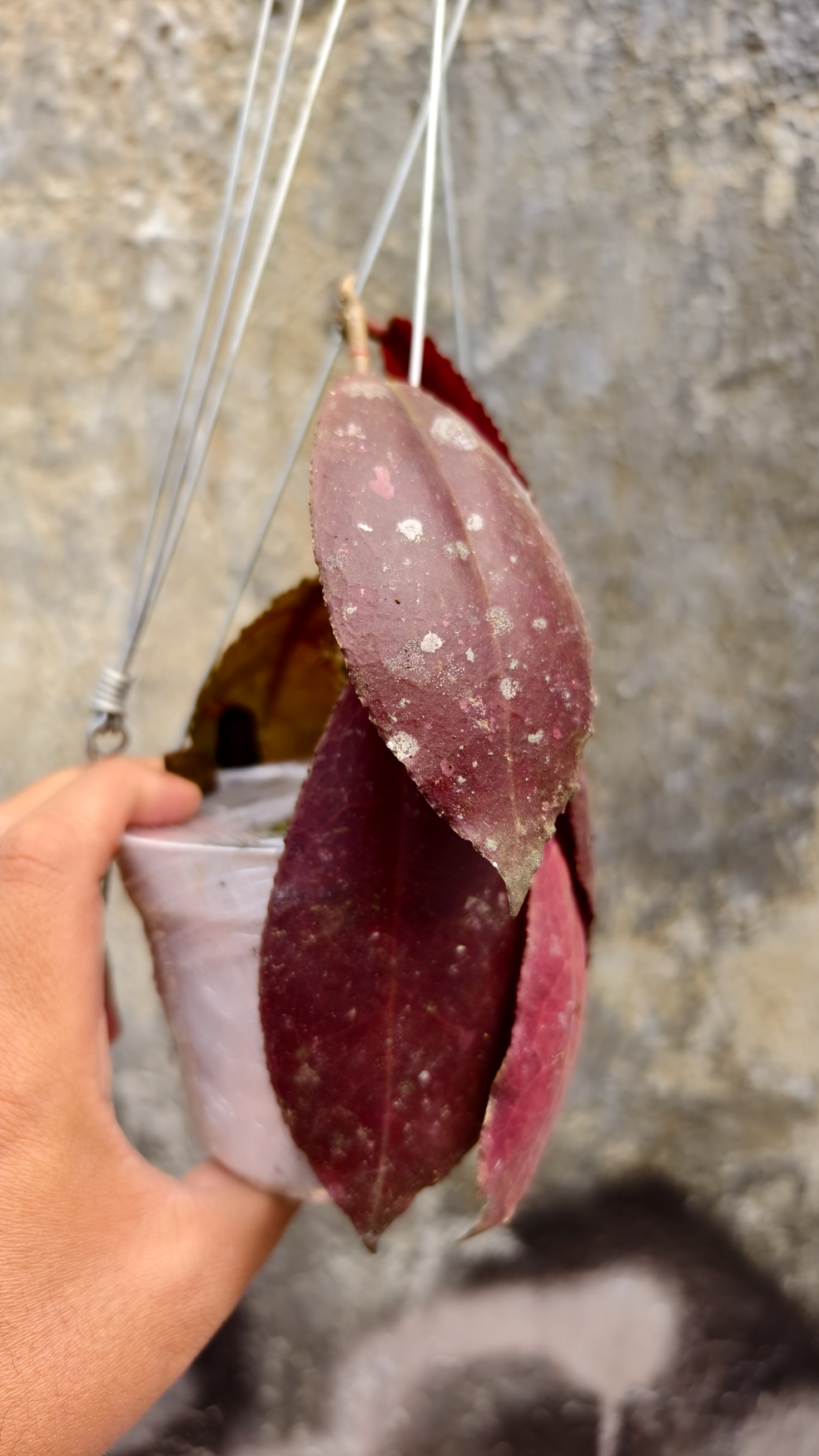 1249. Hoya Undulata - Image 4