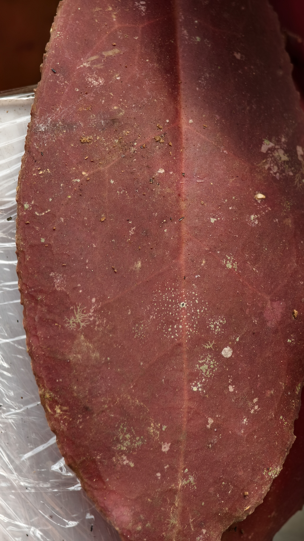 1249. Hoya Undulata - Image 6